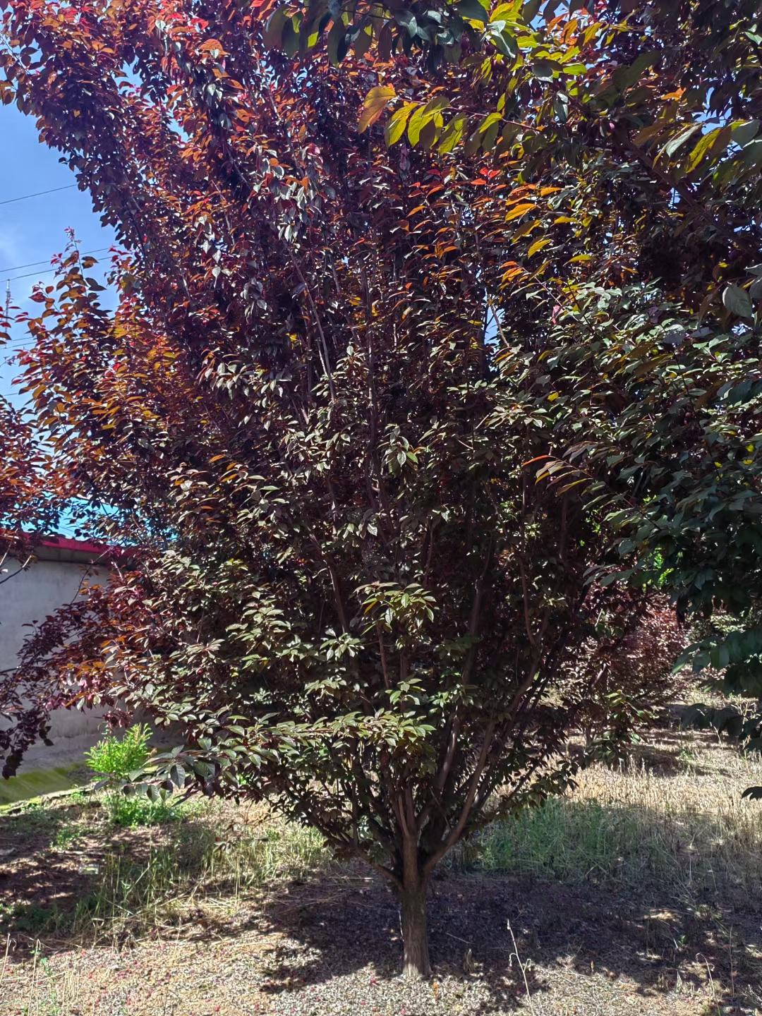 红叶李规格齐全