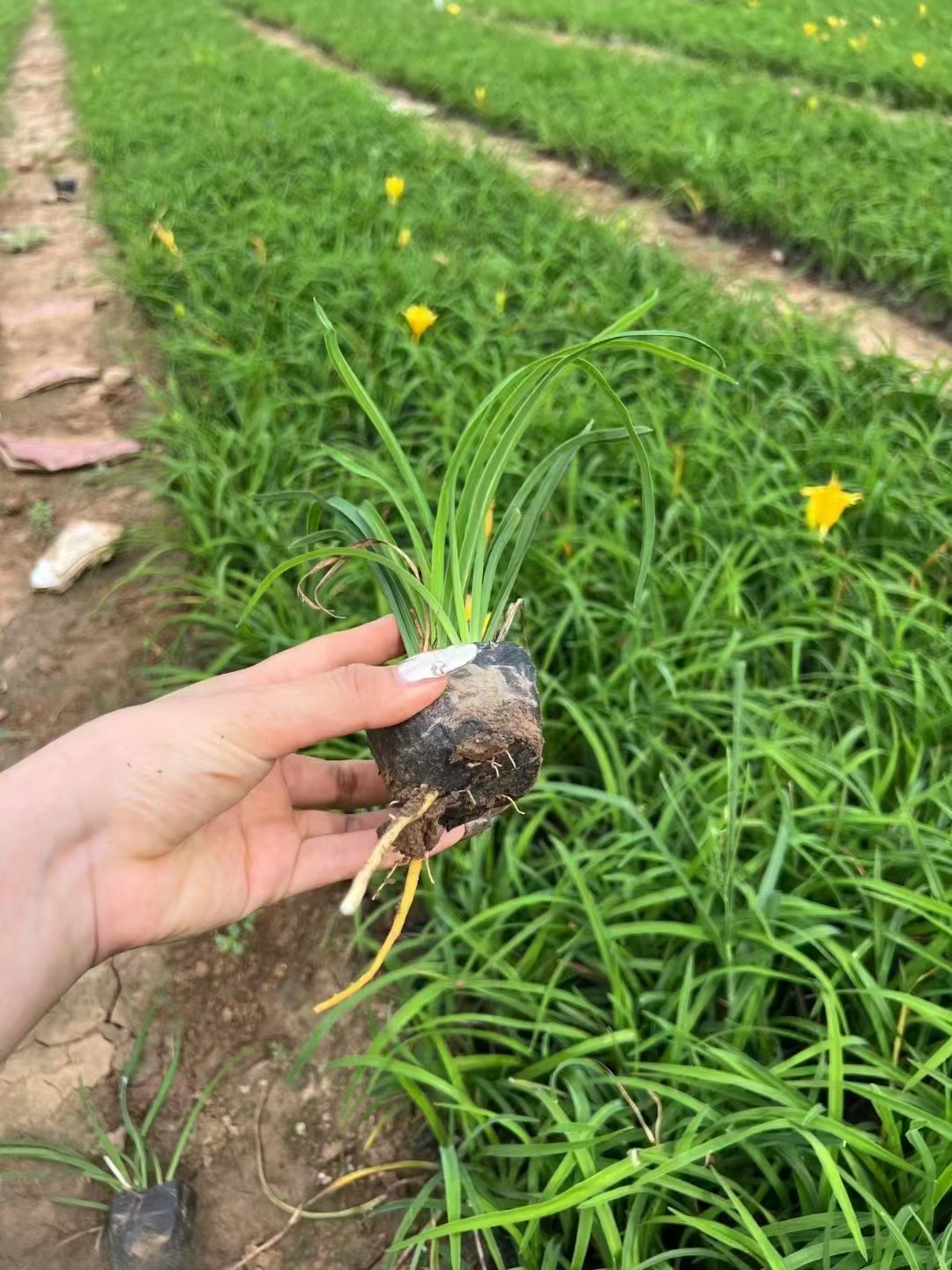 金娃娃萱草花能吃吗图片