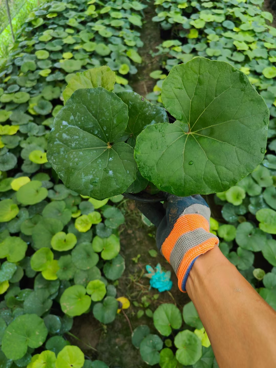 活血莲根图片图片