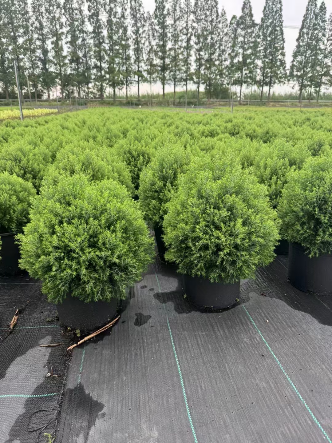 皮球柏,学名chamaecyparis thyoides heatherbun,是一种自然成型