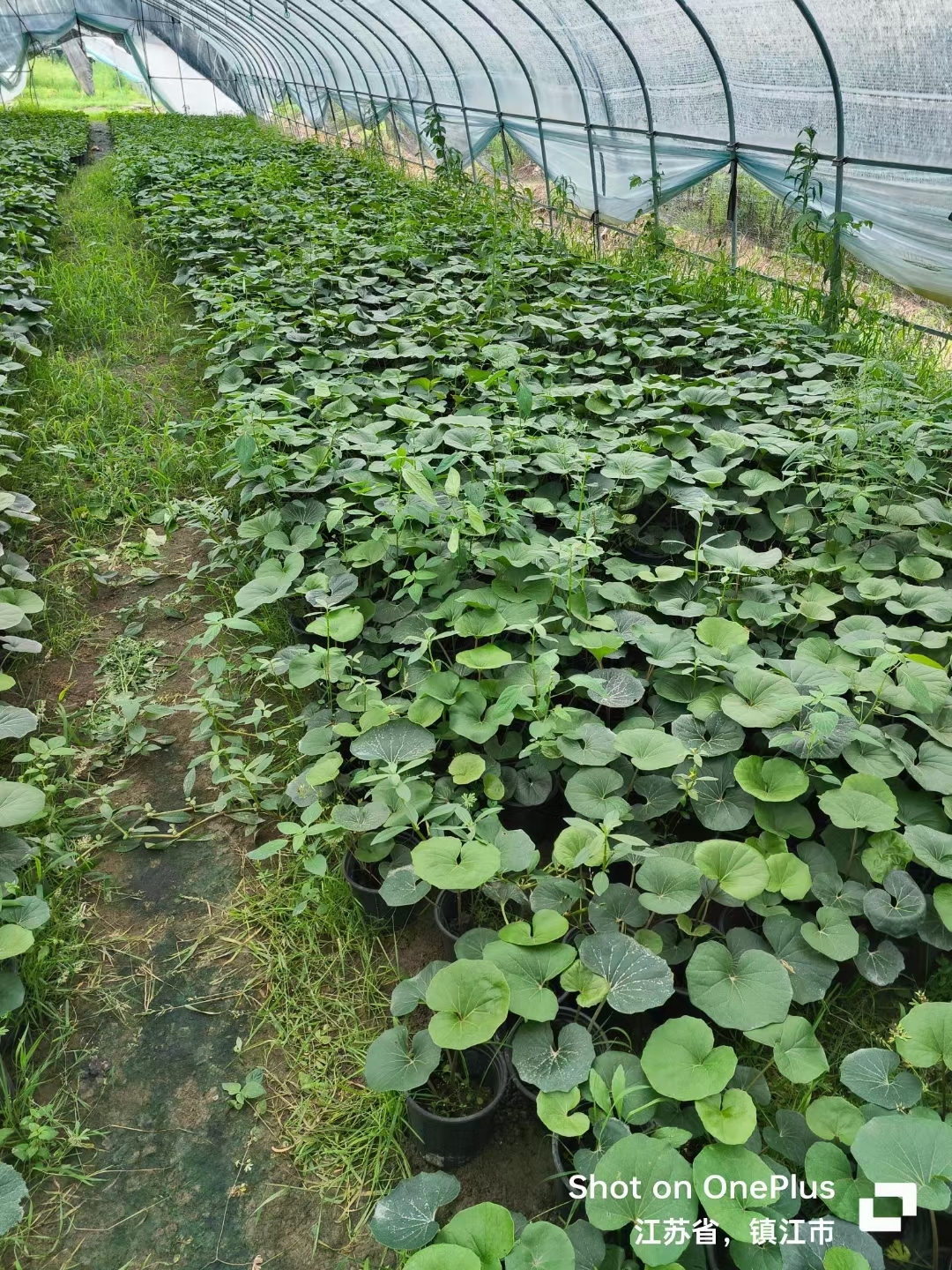 大吴风草缺点图片