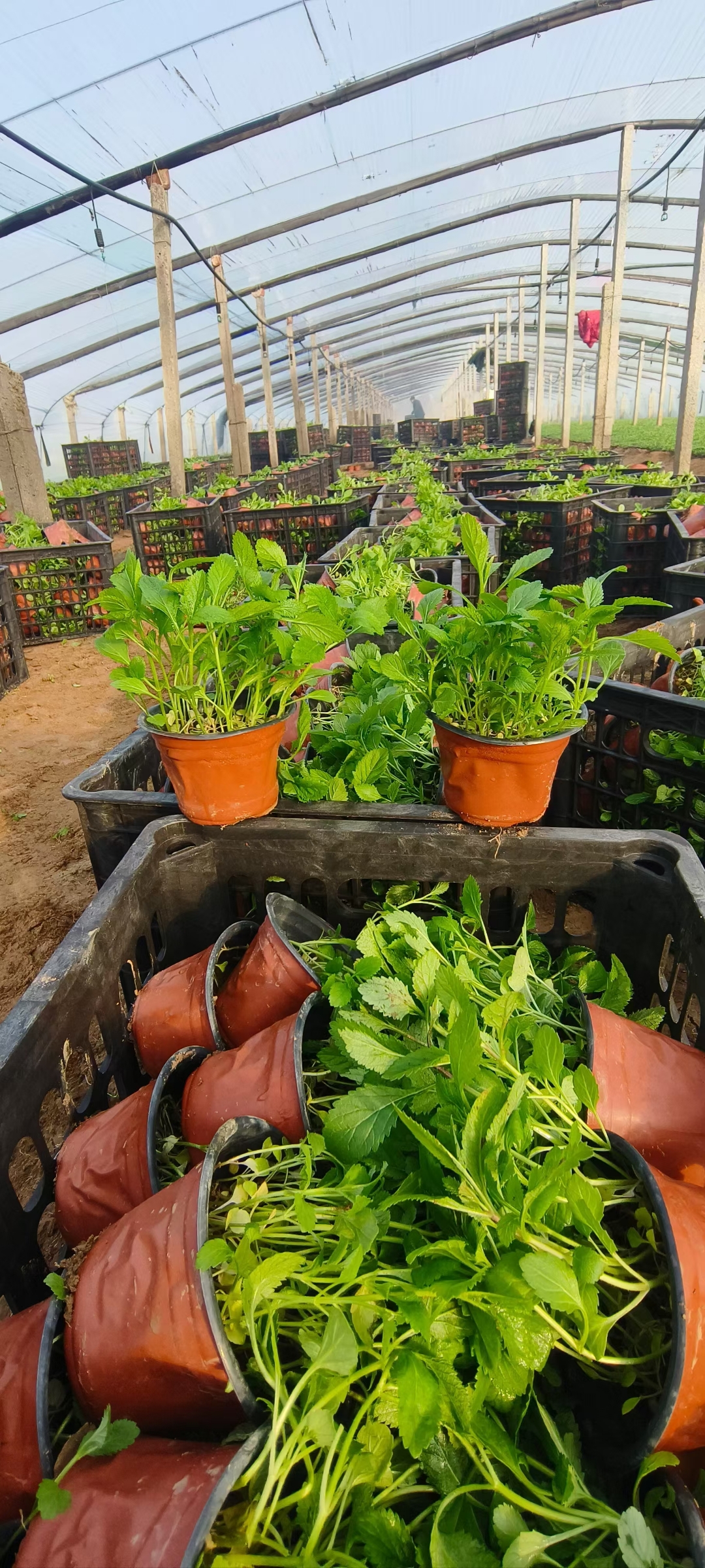 柳叶马鞭草,常被用于打造大型花海景观,如郊野公园,旅游度假区的花田