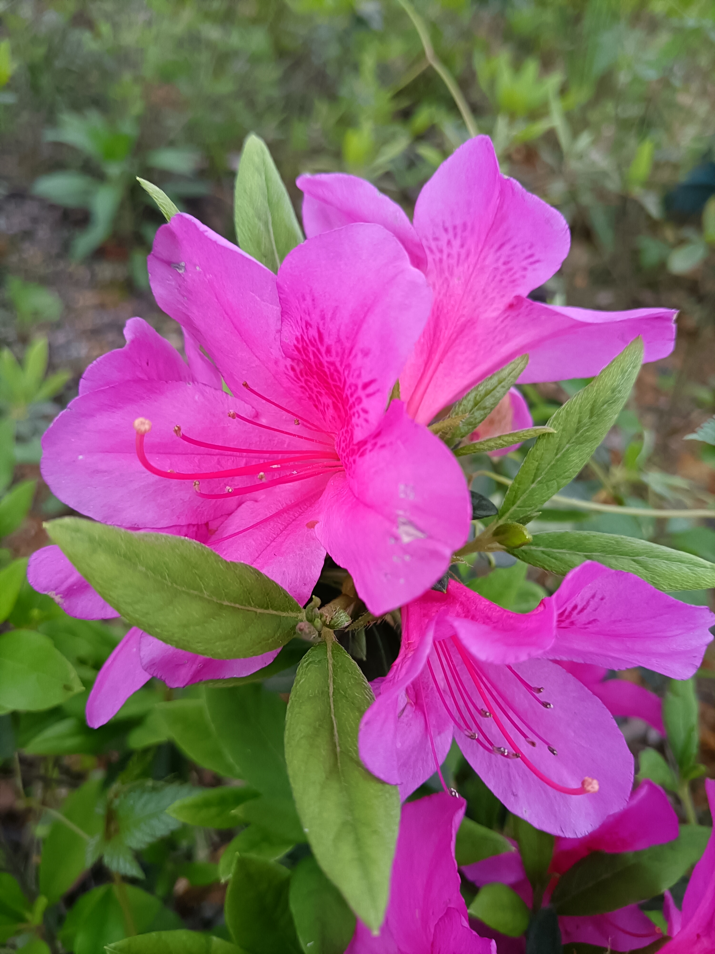 春天里躺一躺# 杜鹃花真是美到让人窒息!