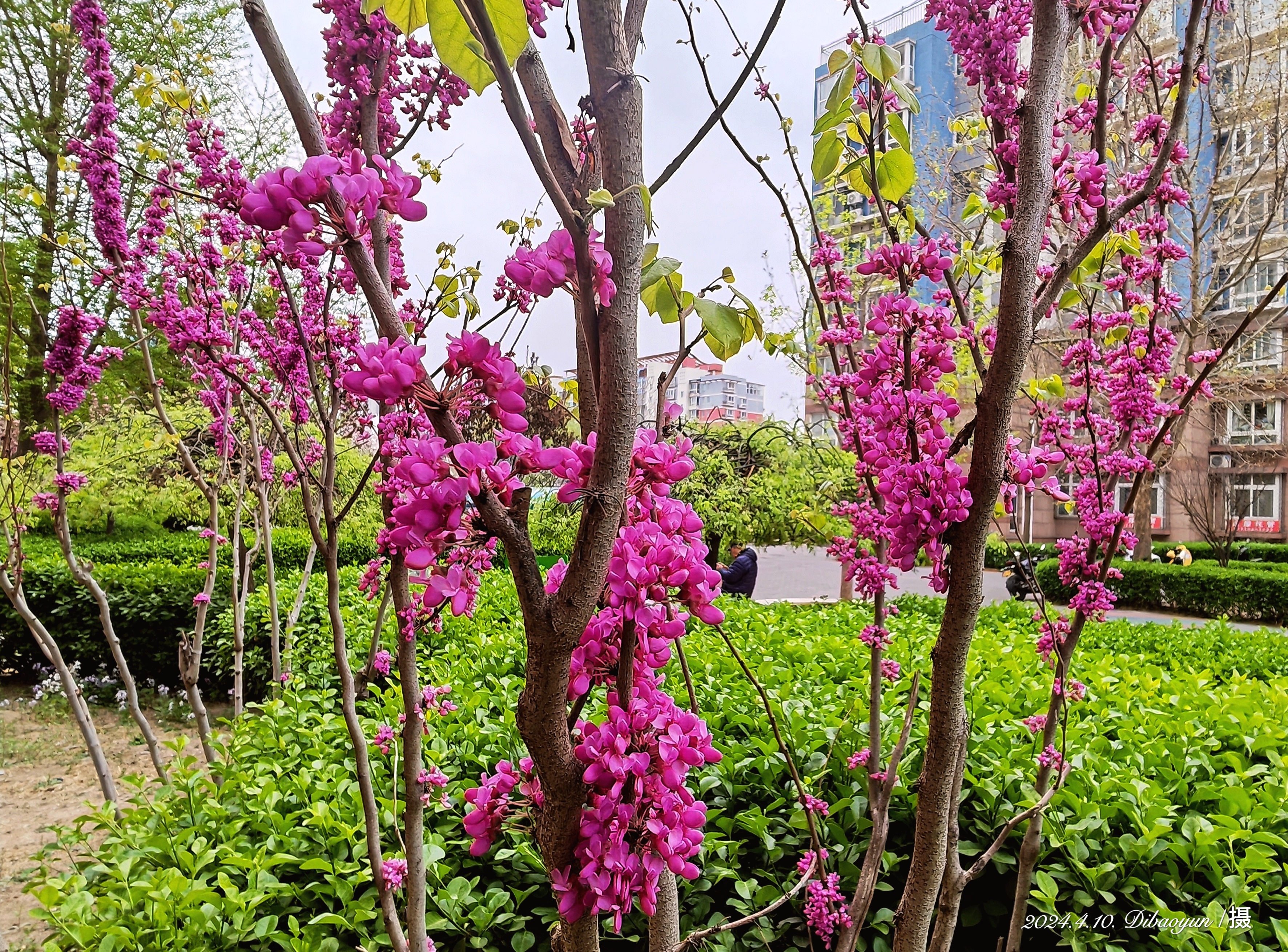 一笑芳香沁图集图片