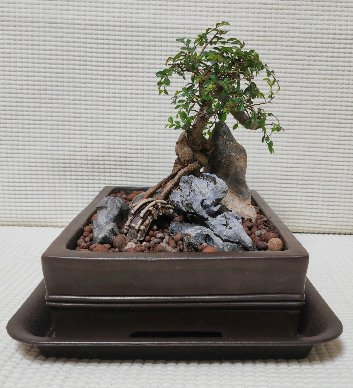9 小叶榆提根抱石盆景培植              dibaoyun/培植·拍摄