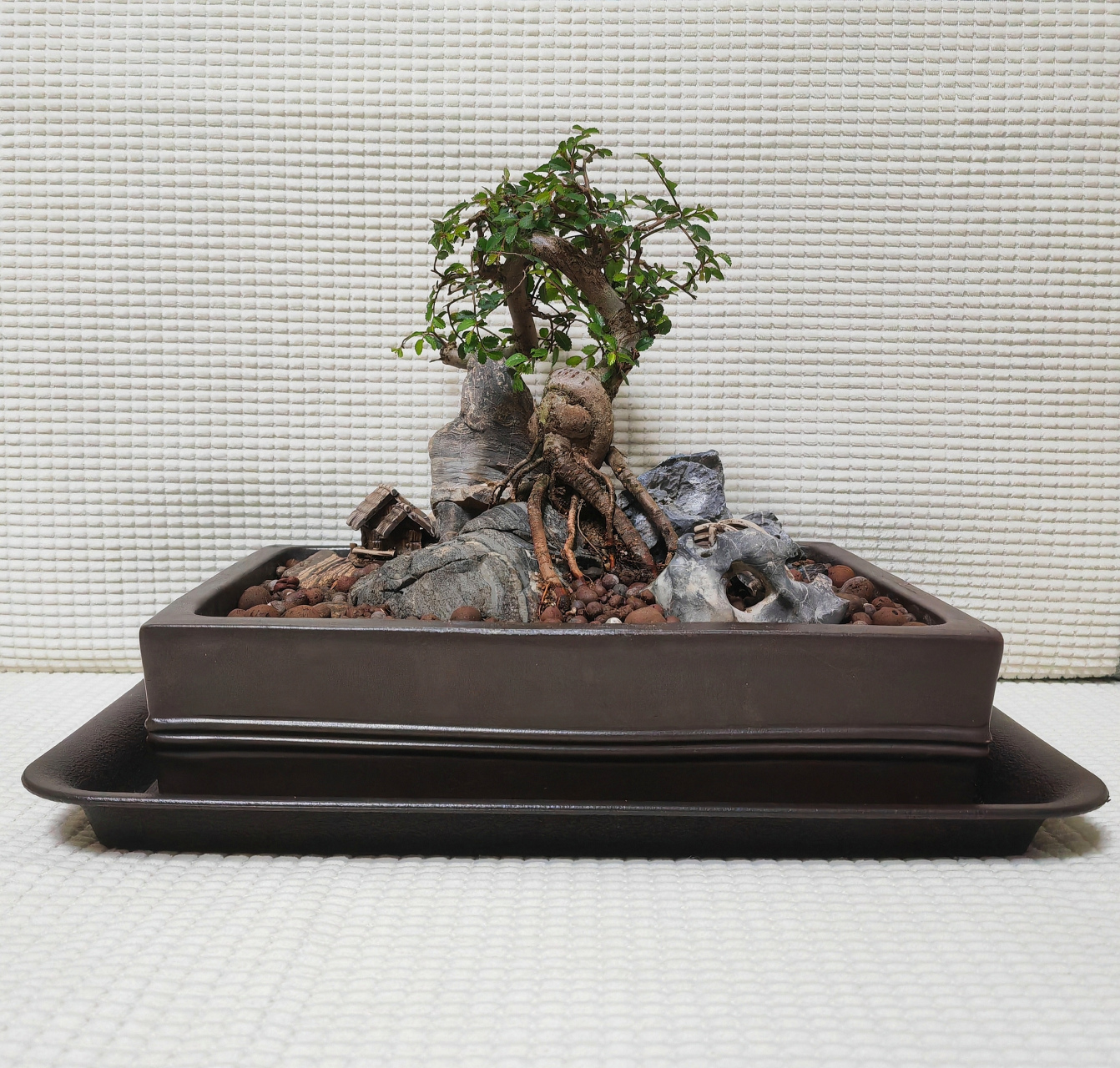 9 小叶榆提根抱石盆景培植              dibaoyun/培植·拍摄