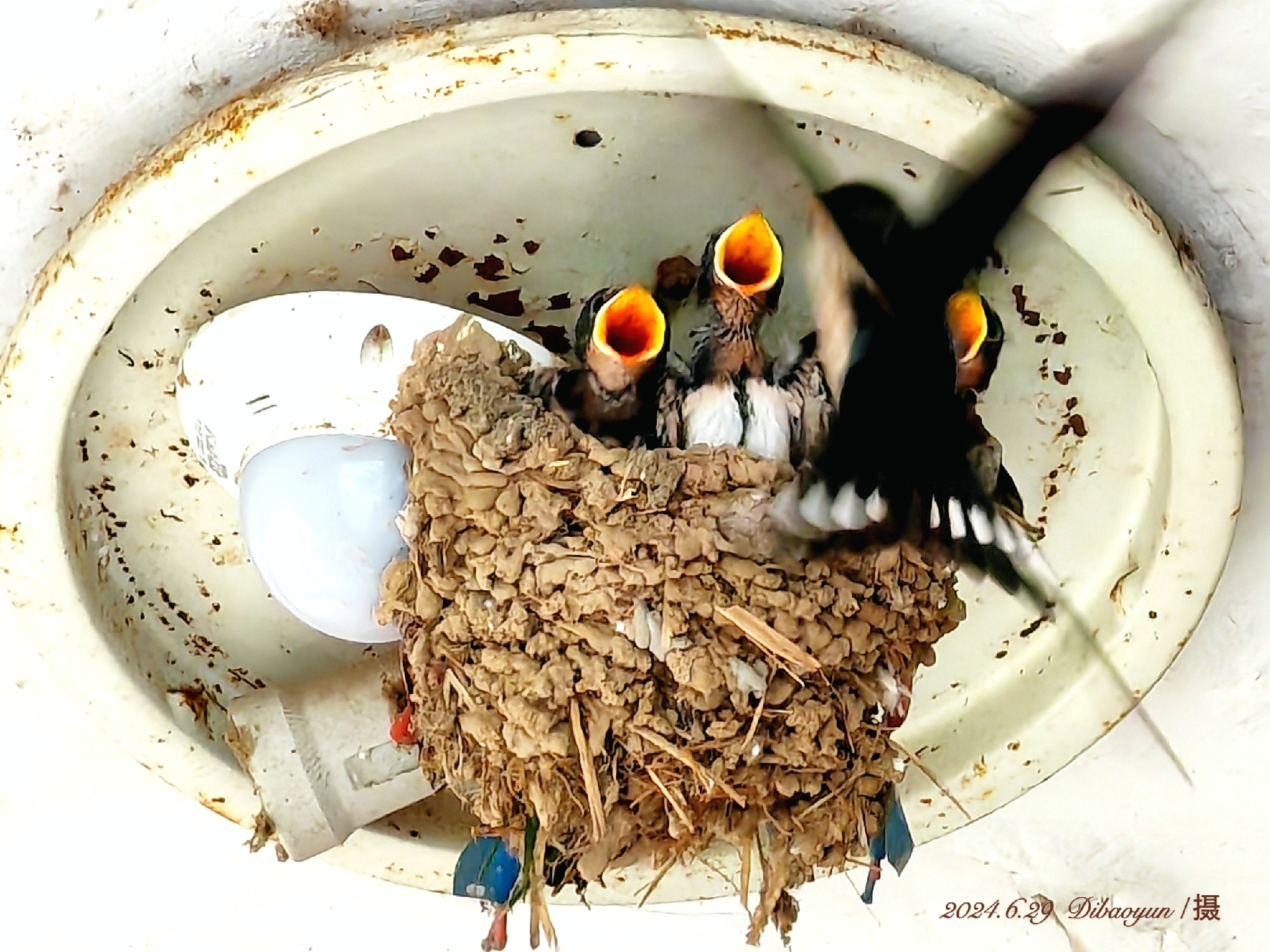 6.29 dibaoyun/手机拍摄