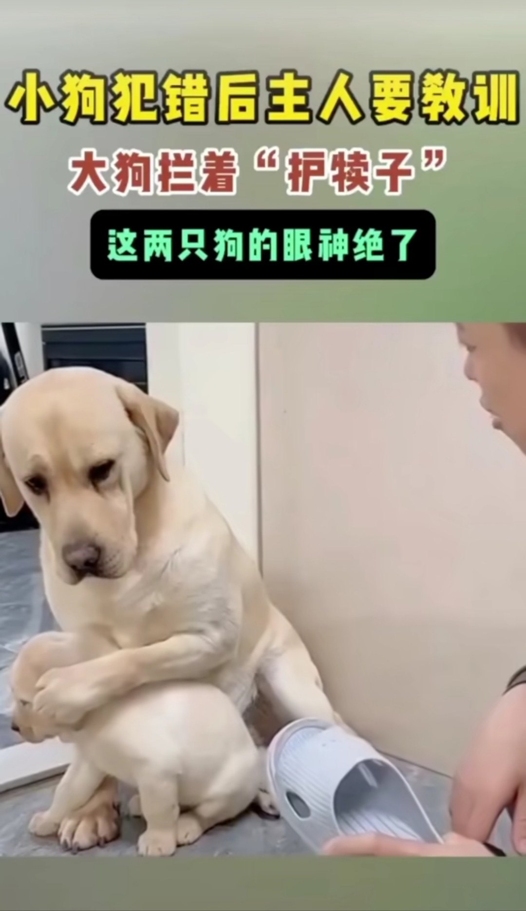 狗犊子图片