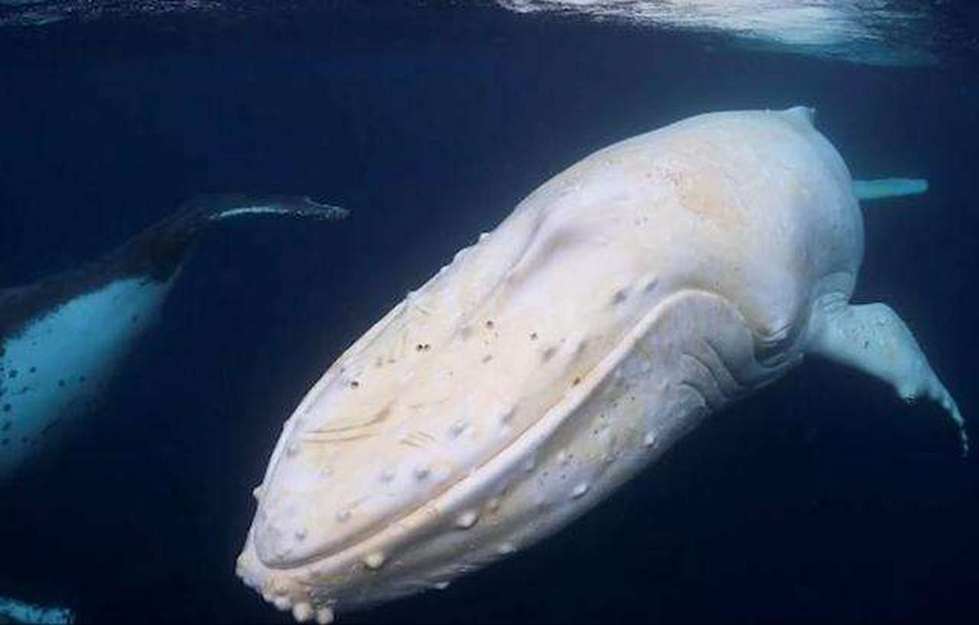 海洋生物#     罕见的白化座头鲸