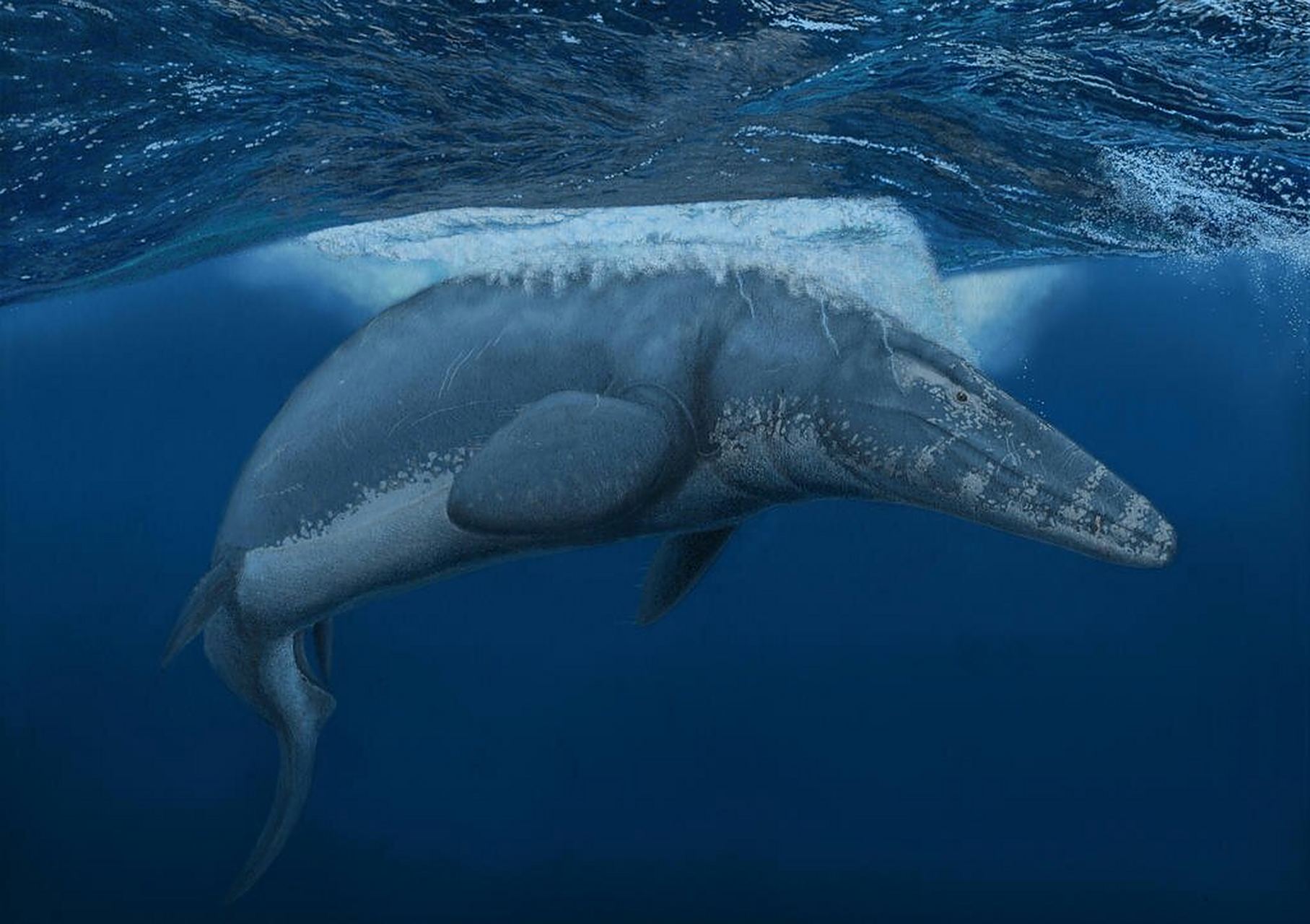 古生物美图# 沧龙