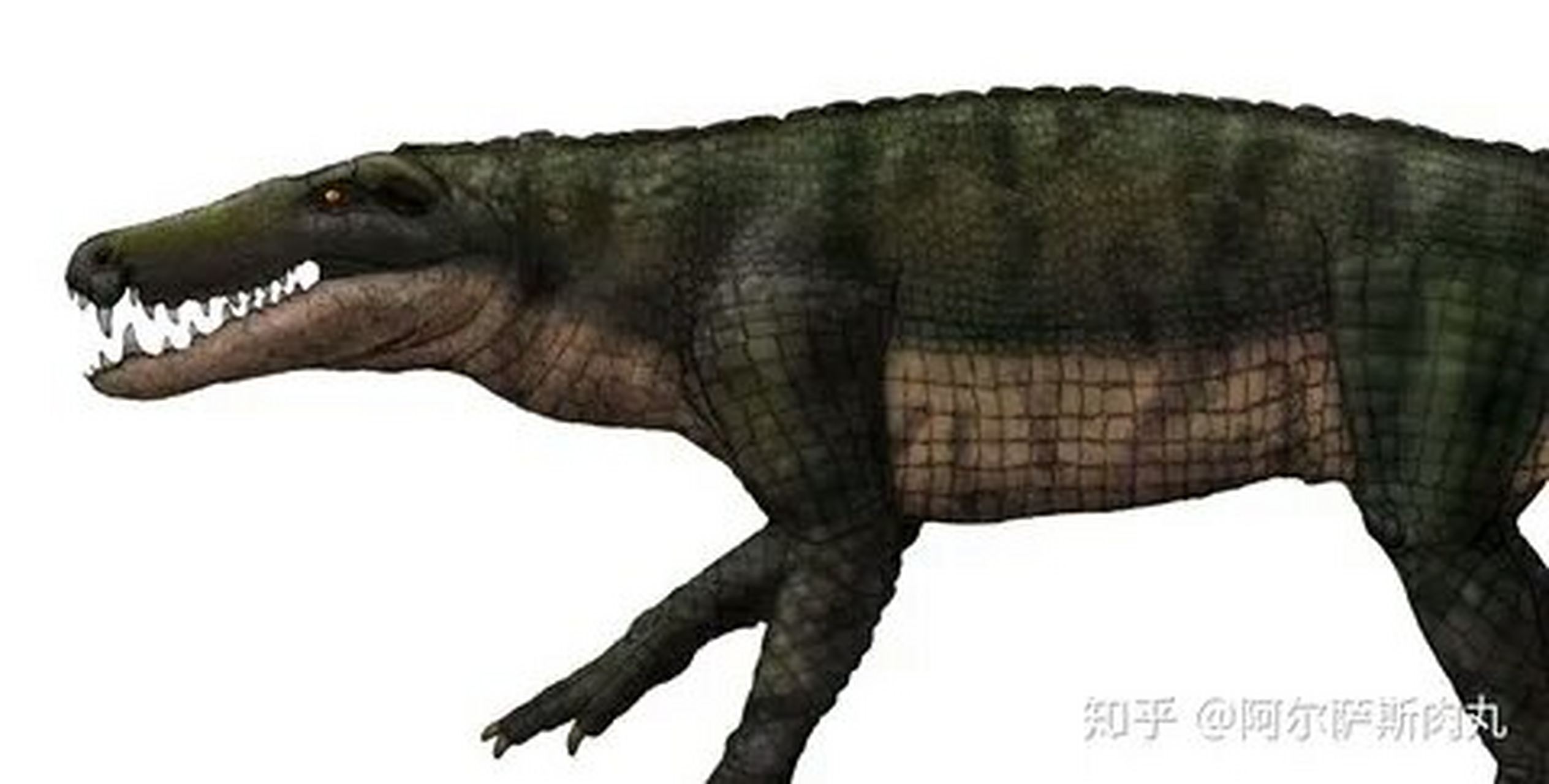 巴里纳斯鳄生存于始新世-到中新世,是鳄形超目的西贝鳄类,体长6~7米