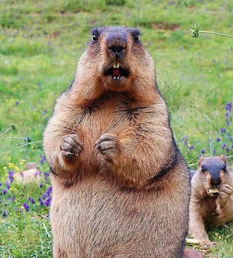 仔细一看,那些土拨鼠端着碗,哪吒喊来收你们了!