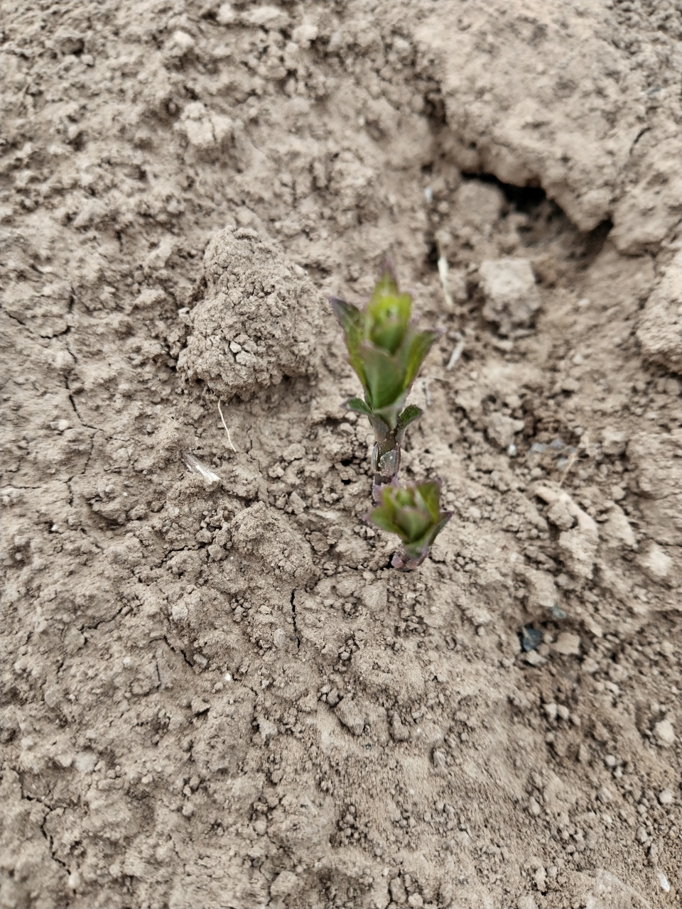 随手拍春天# 桔梗 97裂缝中的生命奇迹98  瞧这株桔梗花从裂缝中