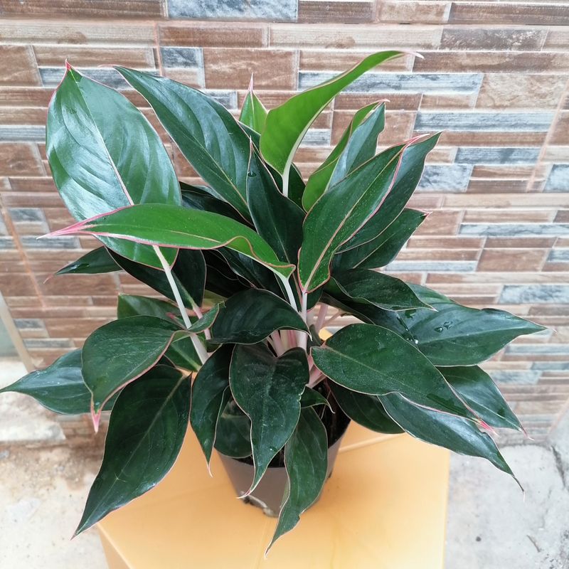 蓝宝石盆栽,南宁蓝宝石绿植盆景,广西南宁市蓝宝石花卉盆栽植物