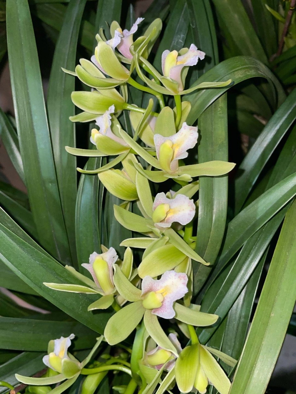 蕙兰:坚韧与等待  一株野生蕙兰的种子被剥开 被风,土壤,阳光 还有