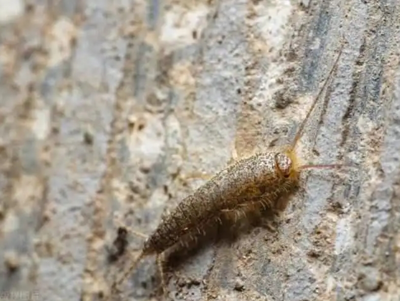 家里地板潮湿,看到地板缝隙有衣鱼虫,但是实际上衣鱼虫并不是地板长