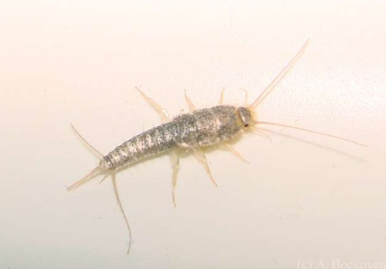 家里地板潮湿,看到地板缝隙有衣鱼虫,但是实际上衣鱼虫并不是地板长