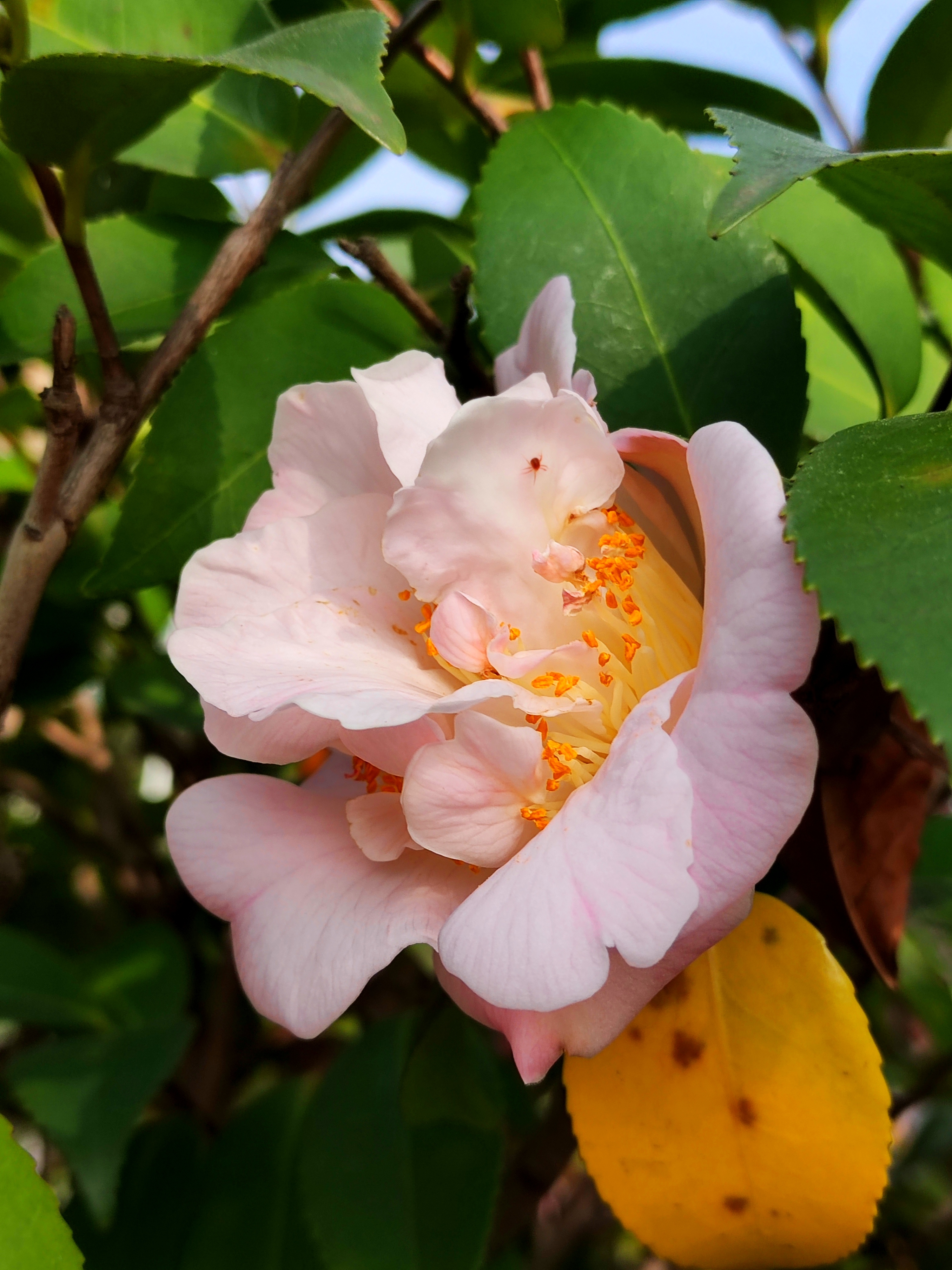 愿此茶花之美, 能启迪人们追求自然之美, 品味生活之韵