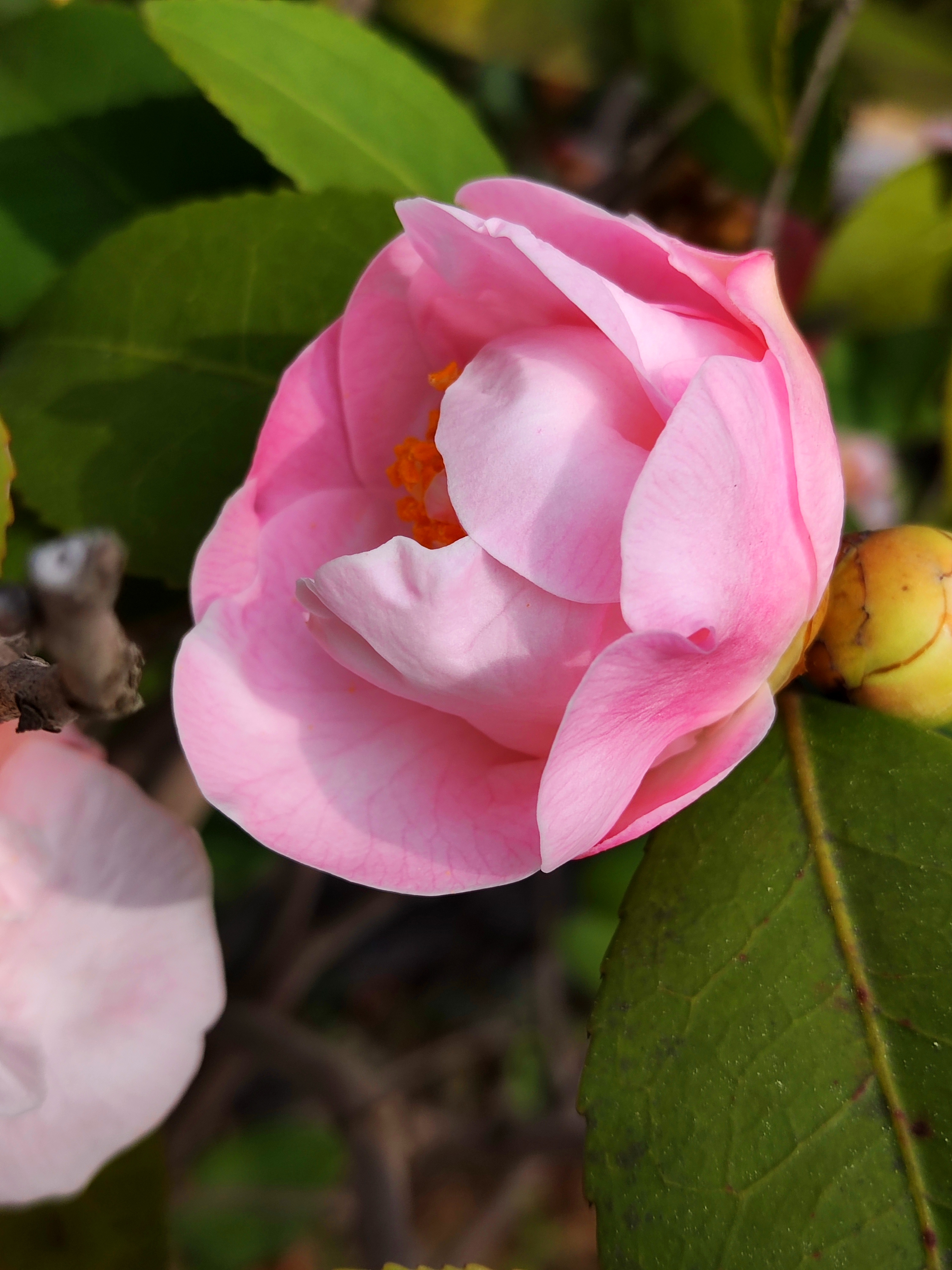 愿此茶花之美, 能启迪人们追求自然之美, 品味生活之韵