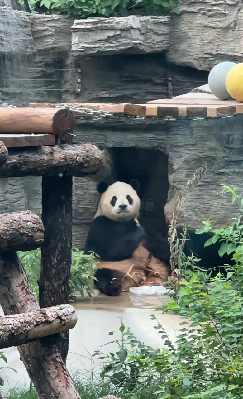 这个胖大海怎么感觉有点福宝啊[左捂脸]