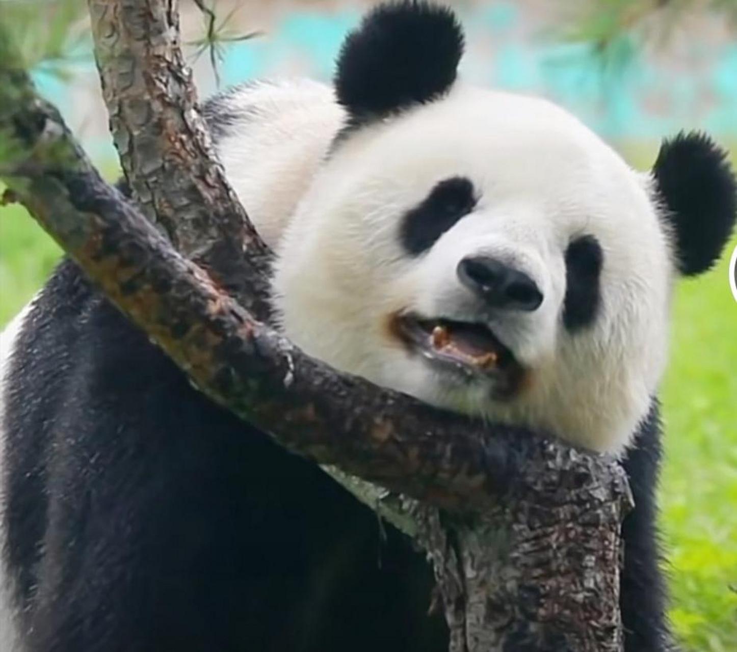 亚布力熊猫馆,自带微笑唇的思嘉大美妞,太可爱了吧![期待][期待]