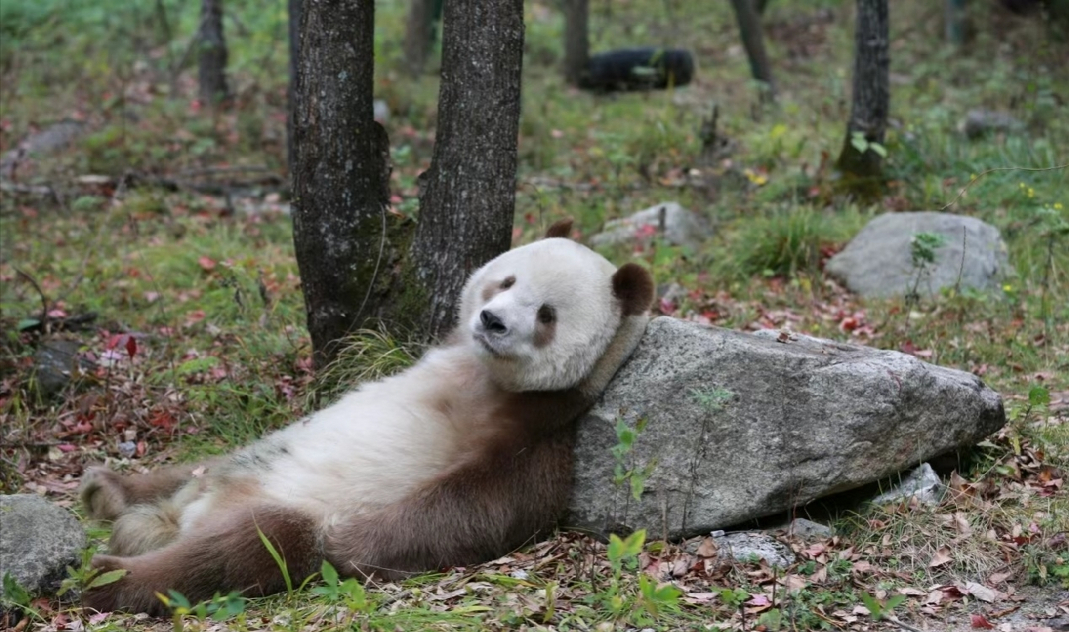 七仔的秋日午后#大熊猫