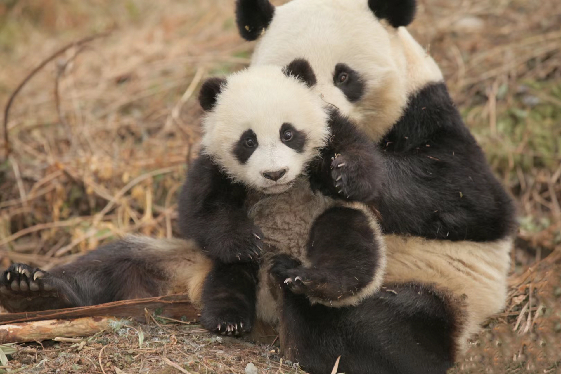 熊猫草草和儿子淘淘野培时的珍贵照片 淘淘作为全球首个被野放成功的