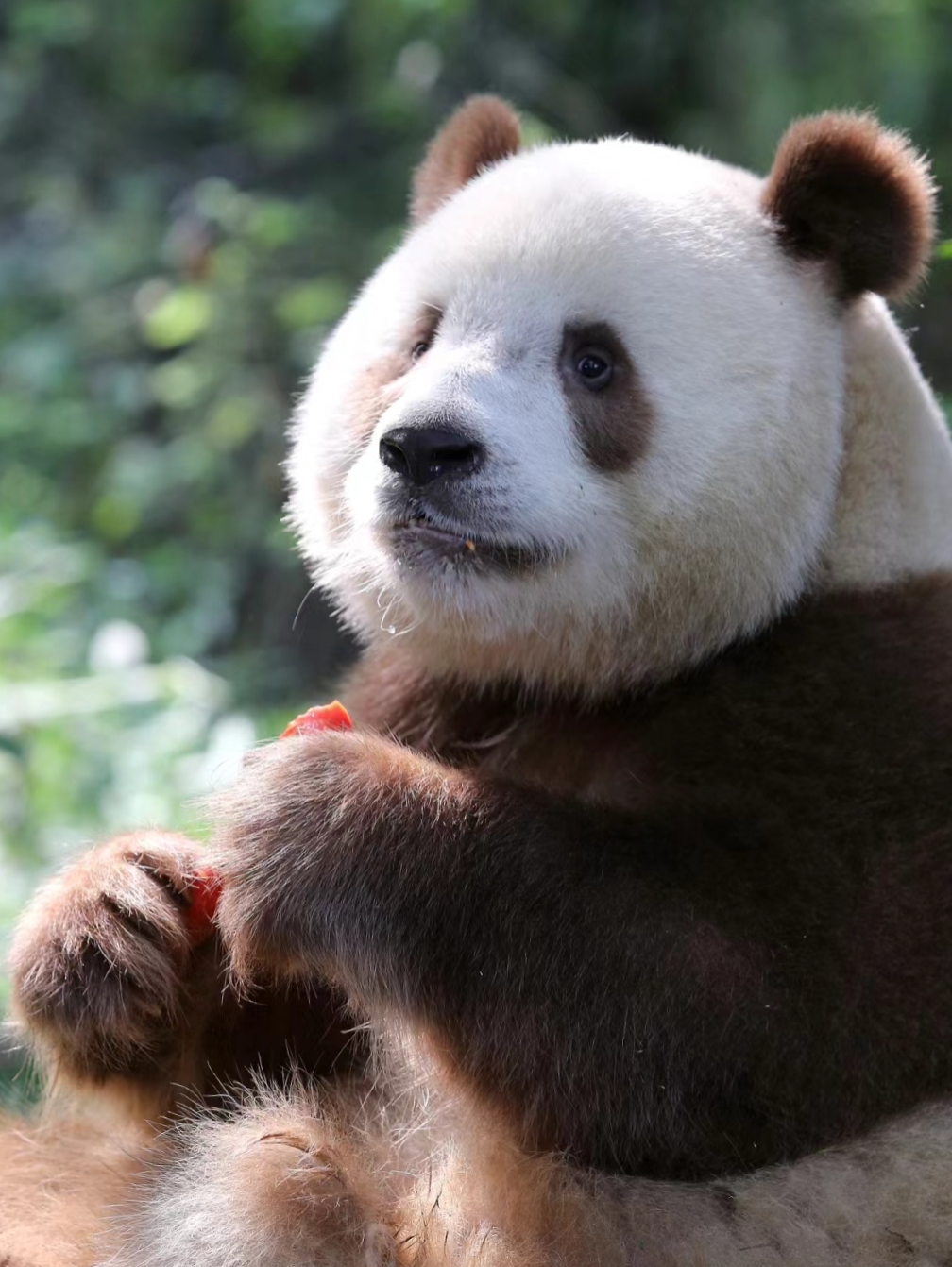 七仔棕色和胡萝卜色真的好搭呀!#大熊猫七仔# #大熊猫