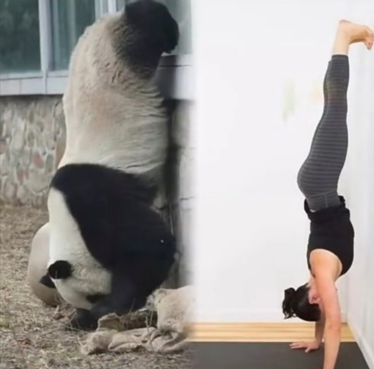 么么儿瑜伽第一式:倒立!