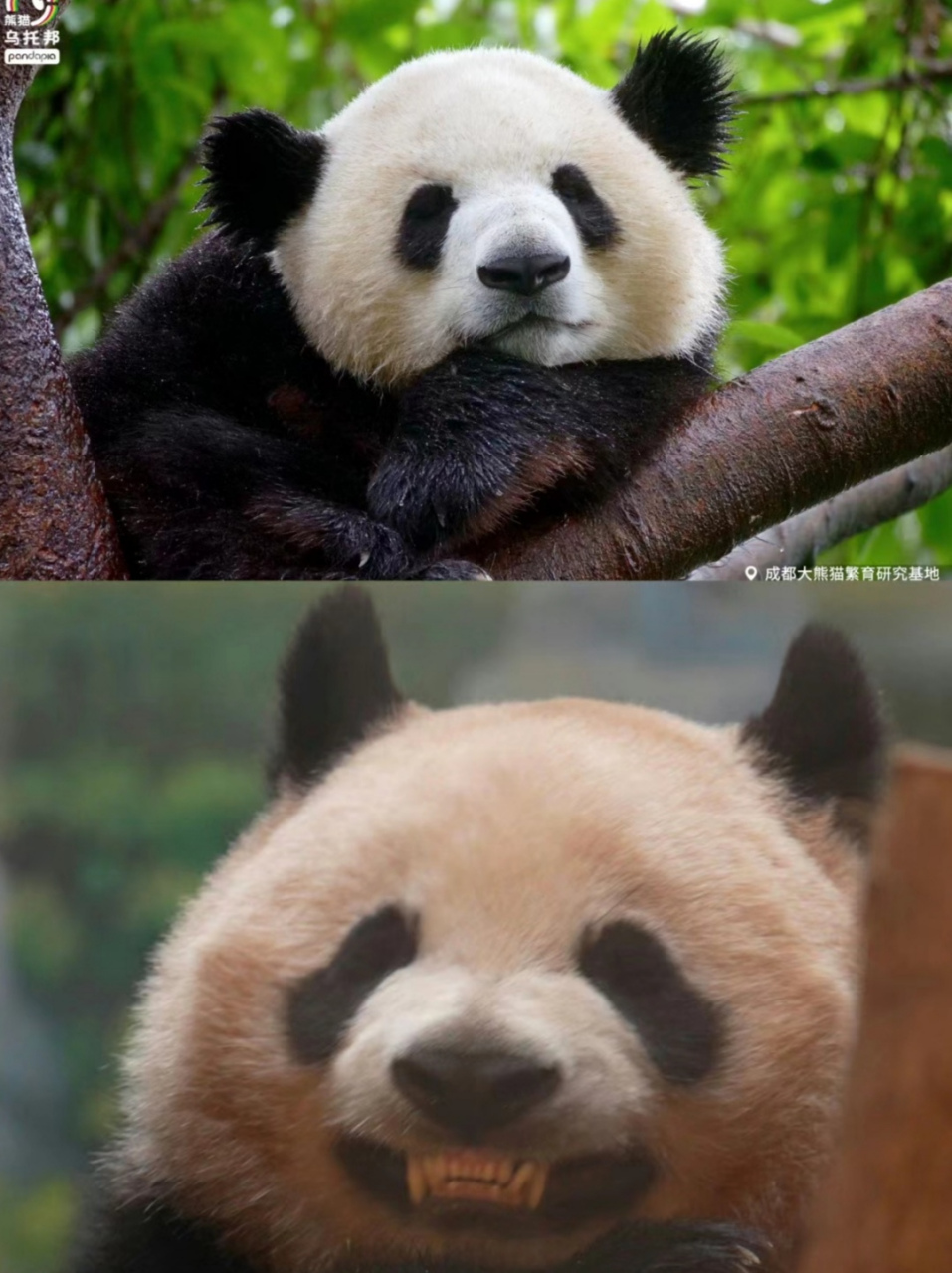 二狗和蛋烘糕居然有cp,叫狗蛋cp![左捂脸][左捂脸] 糕子的命也是命啊!