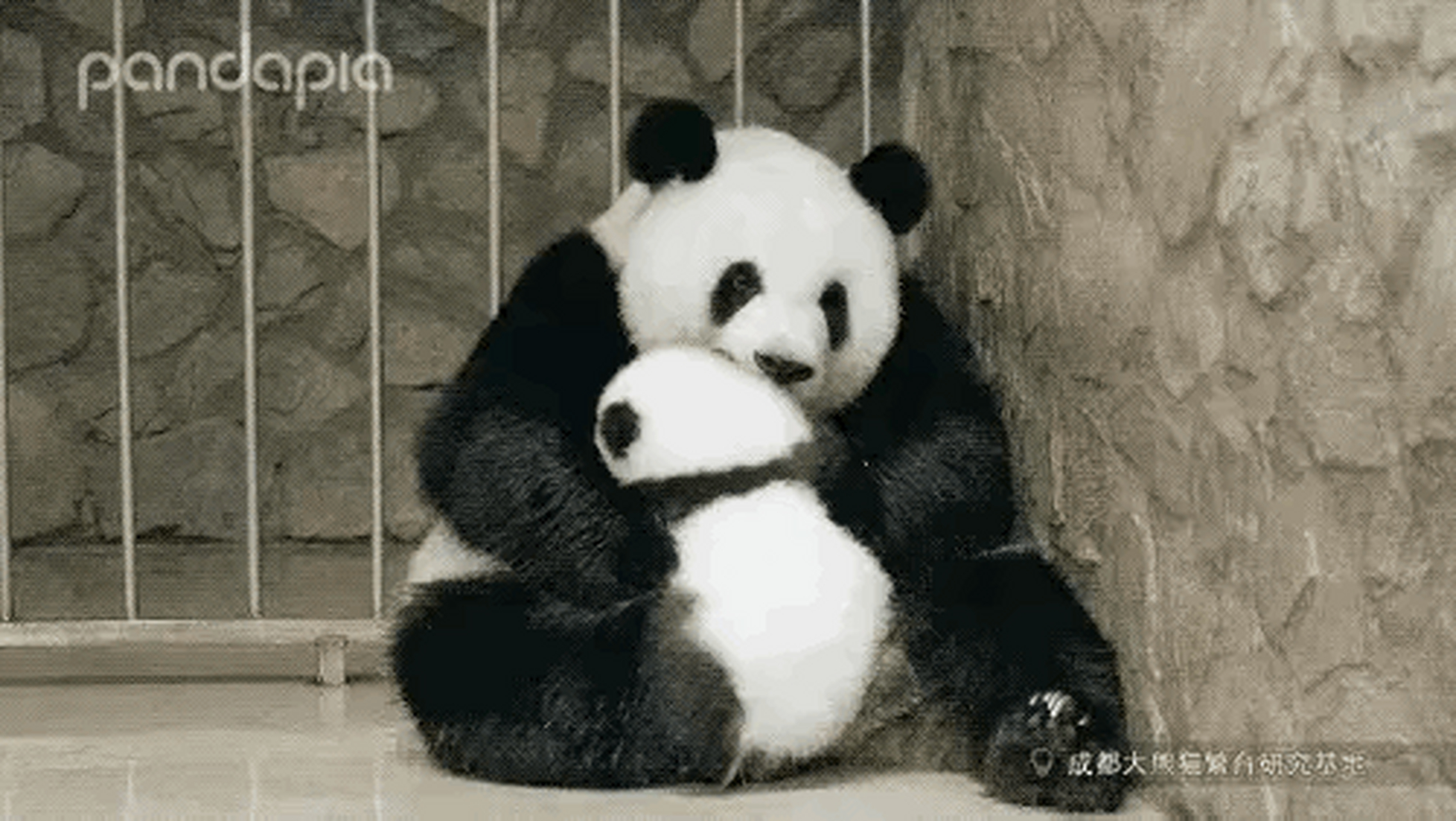 小时候的萌兰因为是萌萌的独生子,在发箍奶爸接手萌兰之前,萌兰是由