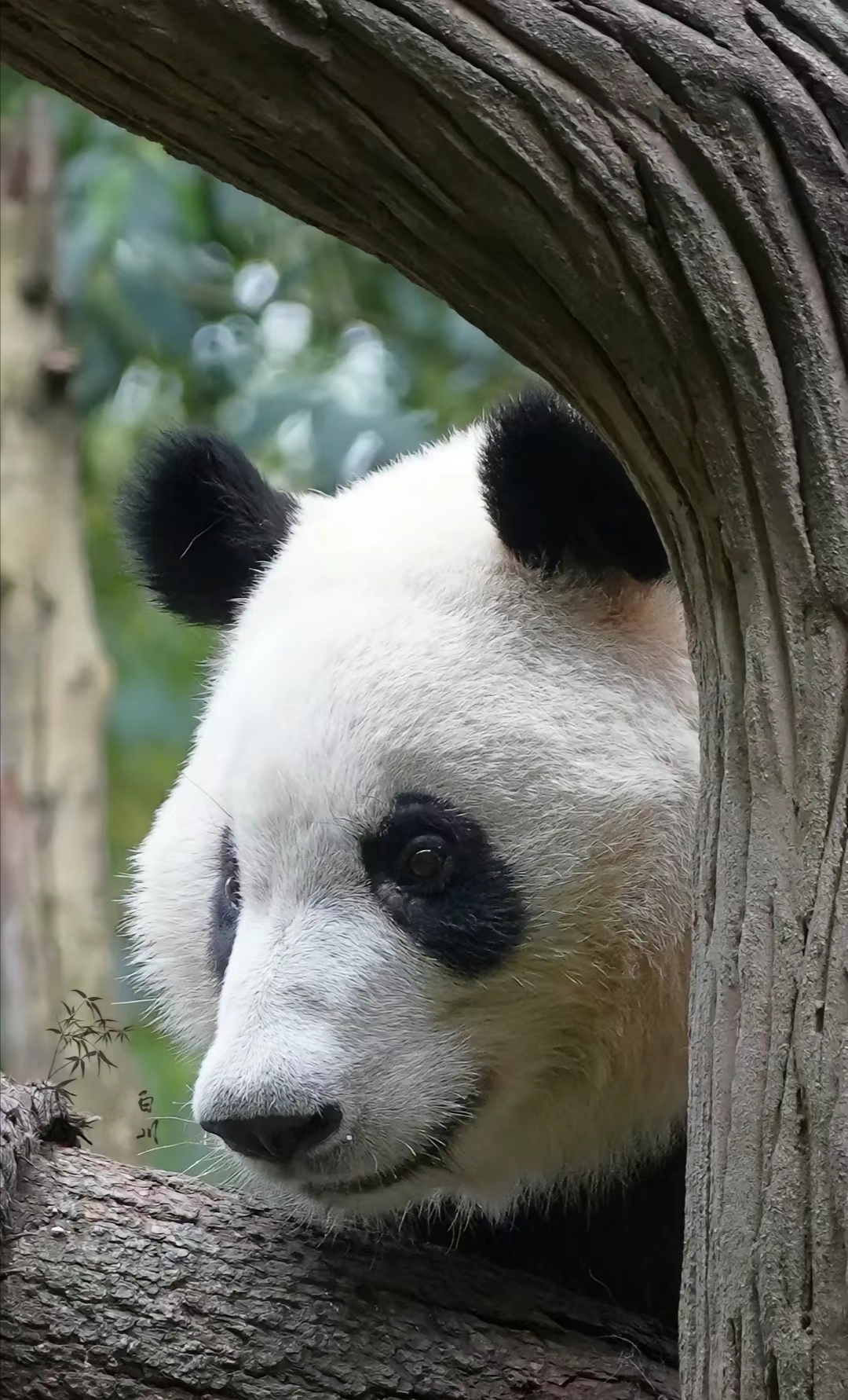 呆萌帅气的小叶子来啦  和叶的眼神会说话  大熊猫