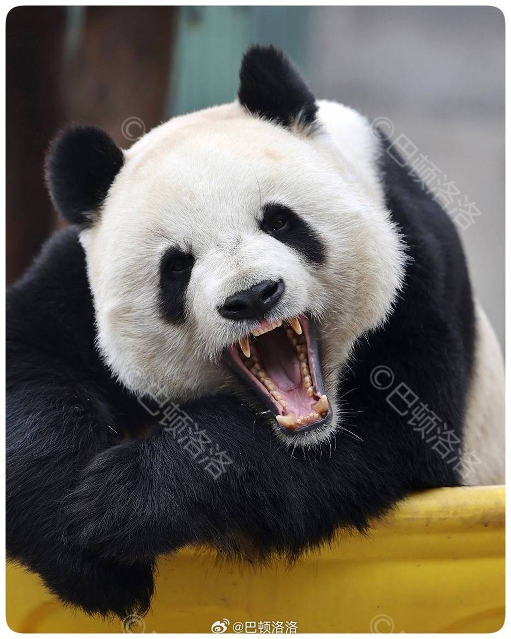 大熊猫打哈欠脸部会变形,这些打哈欠的熊猫,你们还能认得出来吗?