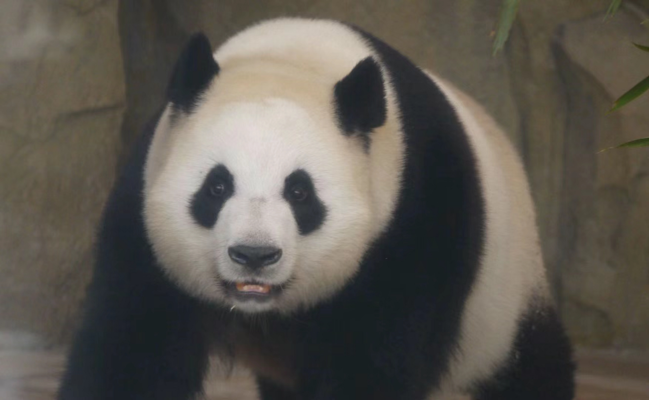 高颜值大熊猫文莉!