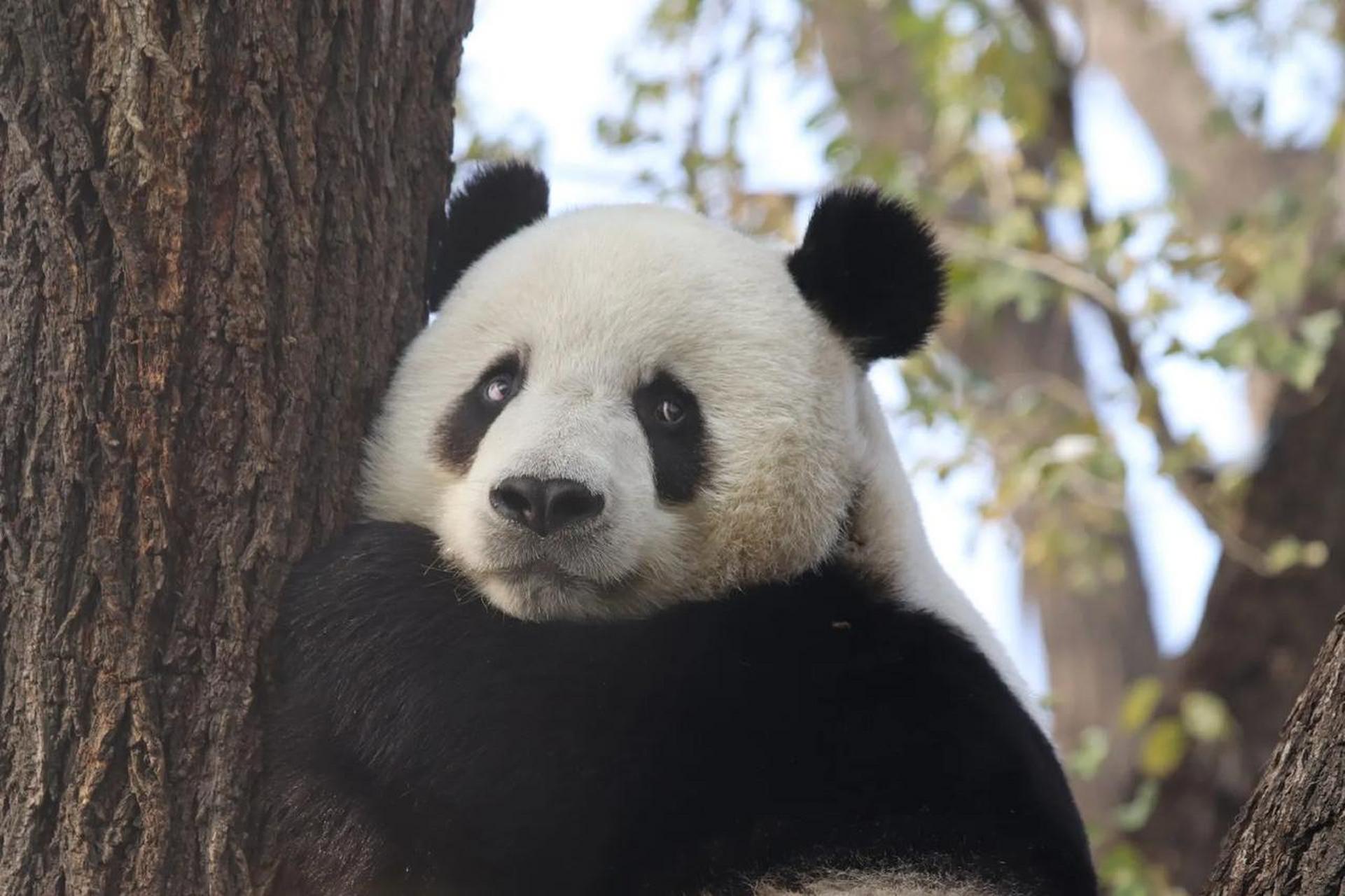 大萌以前照片图片