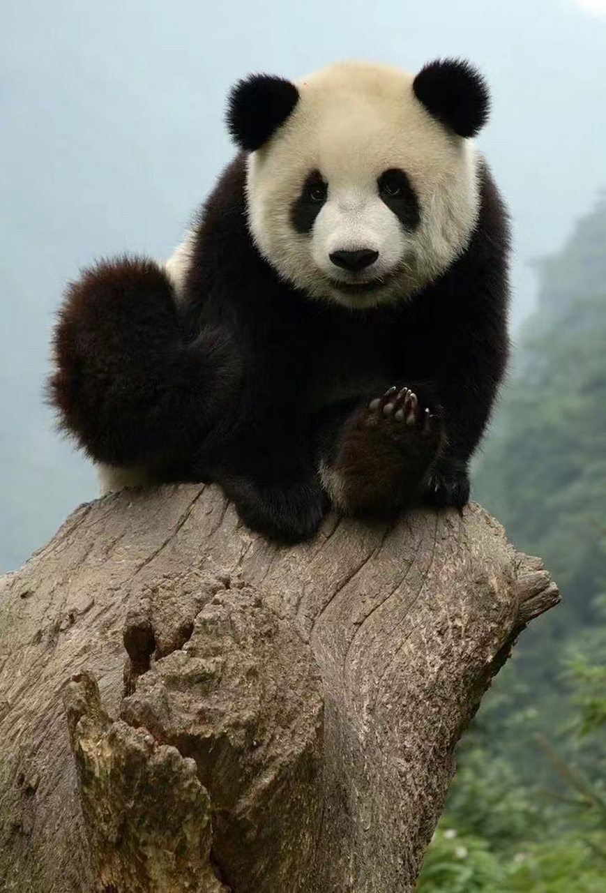 拥有野生血统的大熊猫芦芦 拥有野生血统的大熊猫芦芦,小时候简直太