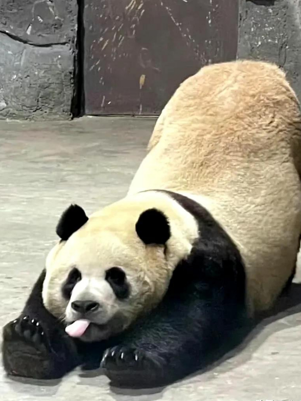 各有特色,表情还不同,不知为啥,熊猫似乎很习惯做此类动作