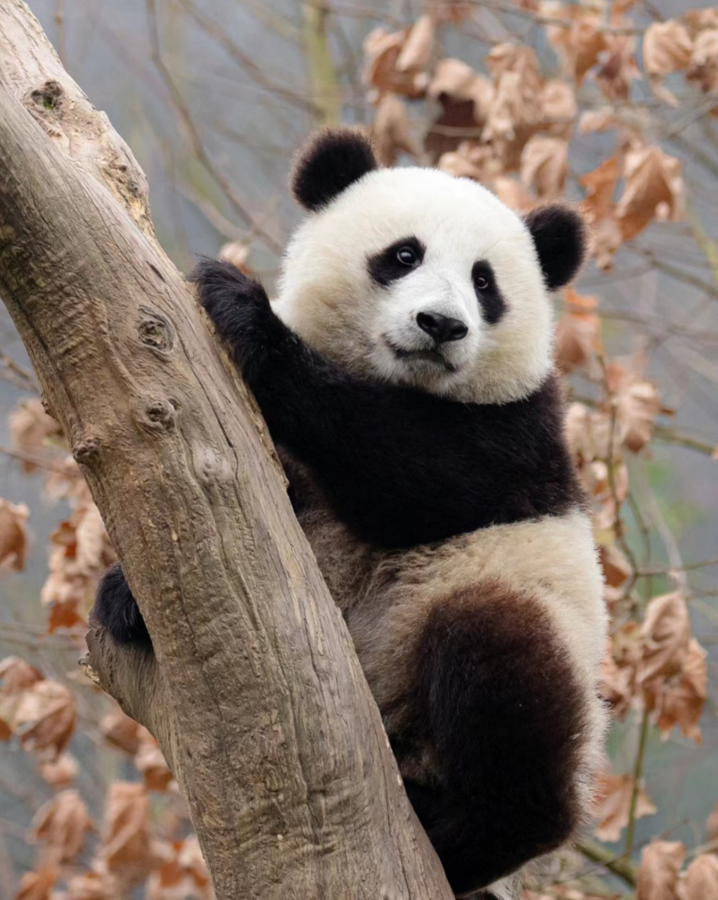 挂树的家宝和玲琅!