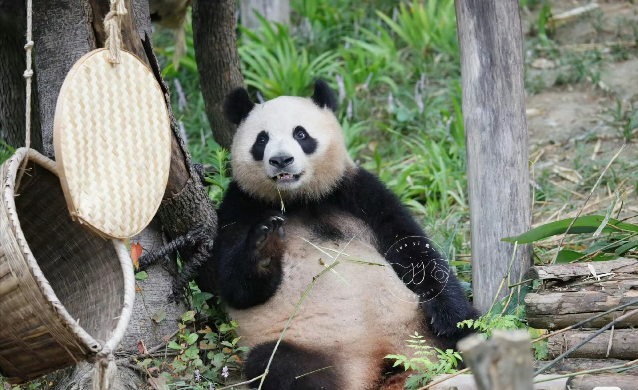 二狗润玥也是一个表情丰富啊宝宝,它的一些小表情,好可爱,好喜欢!