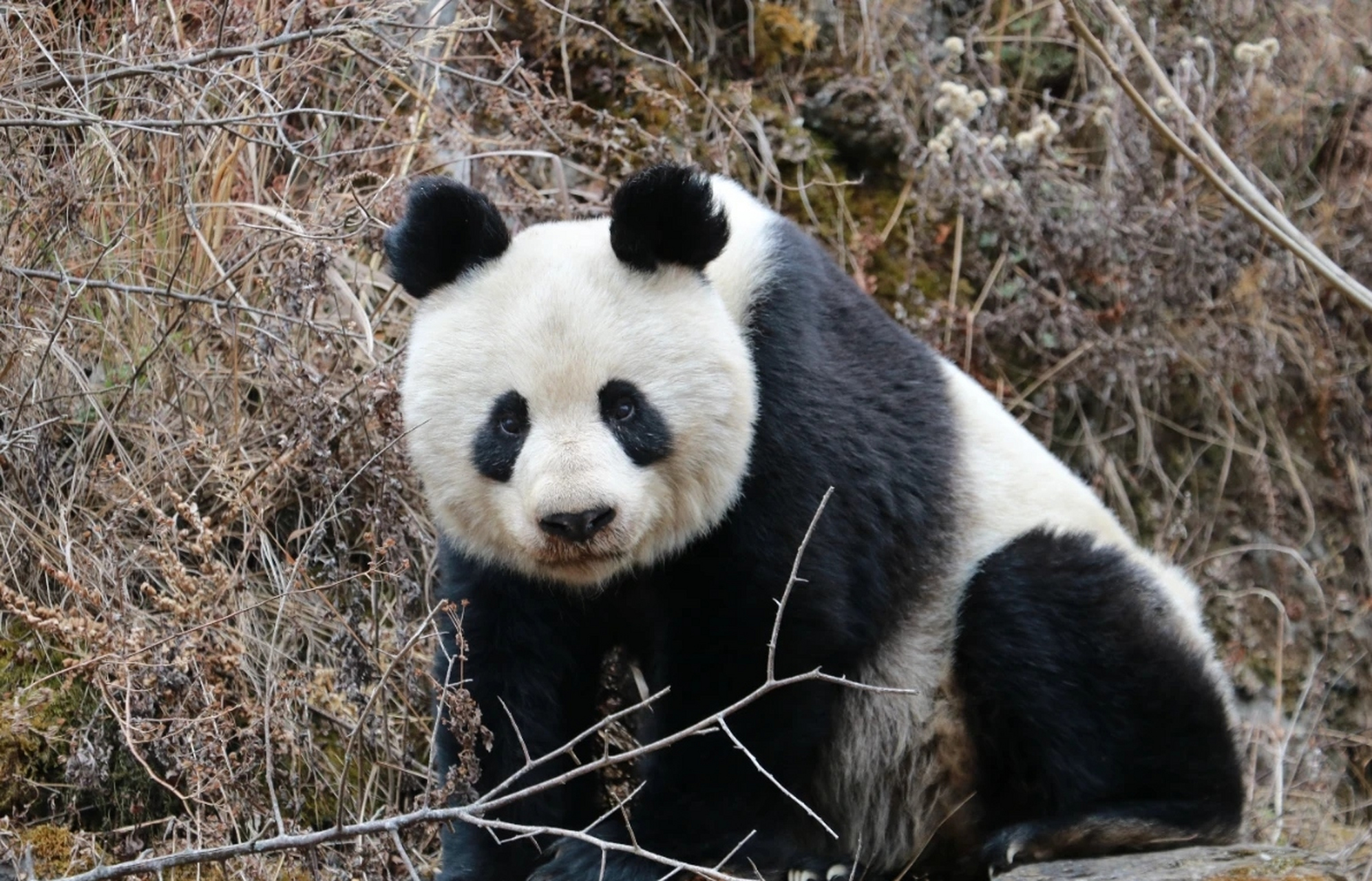 大熊猫的外貌特征图片