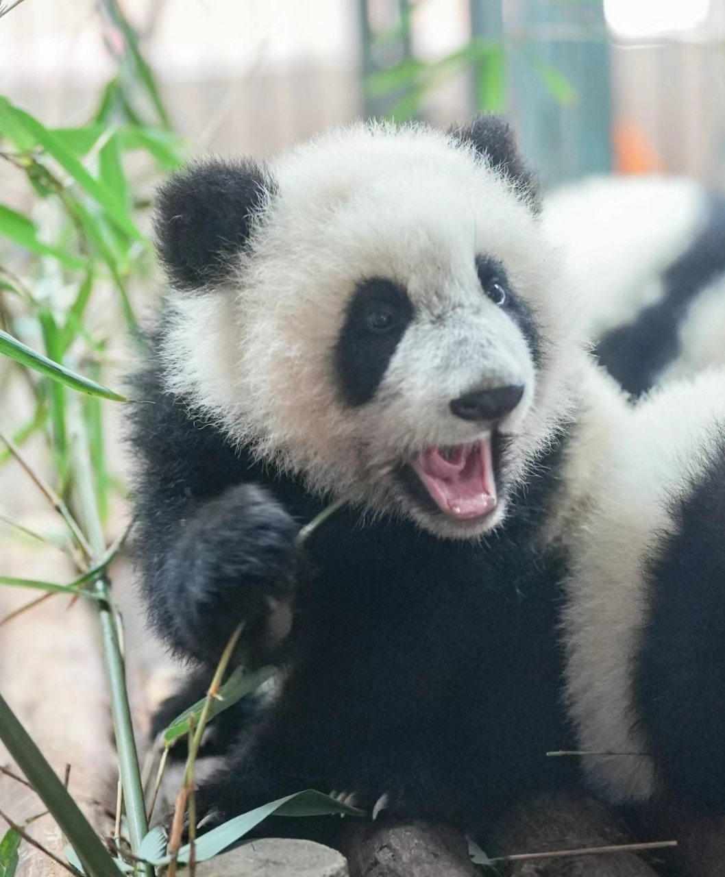 奶兇奶兇的食鐵獸幼崽!