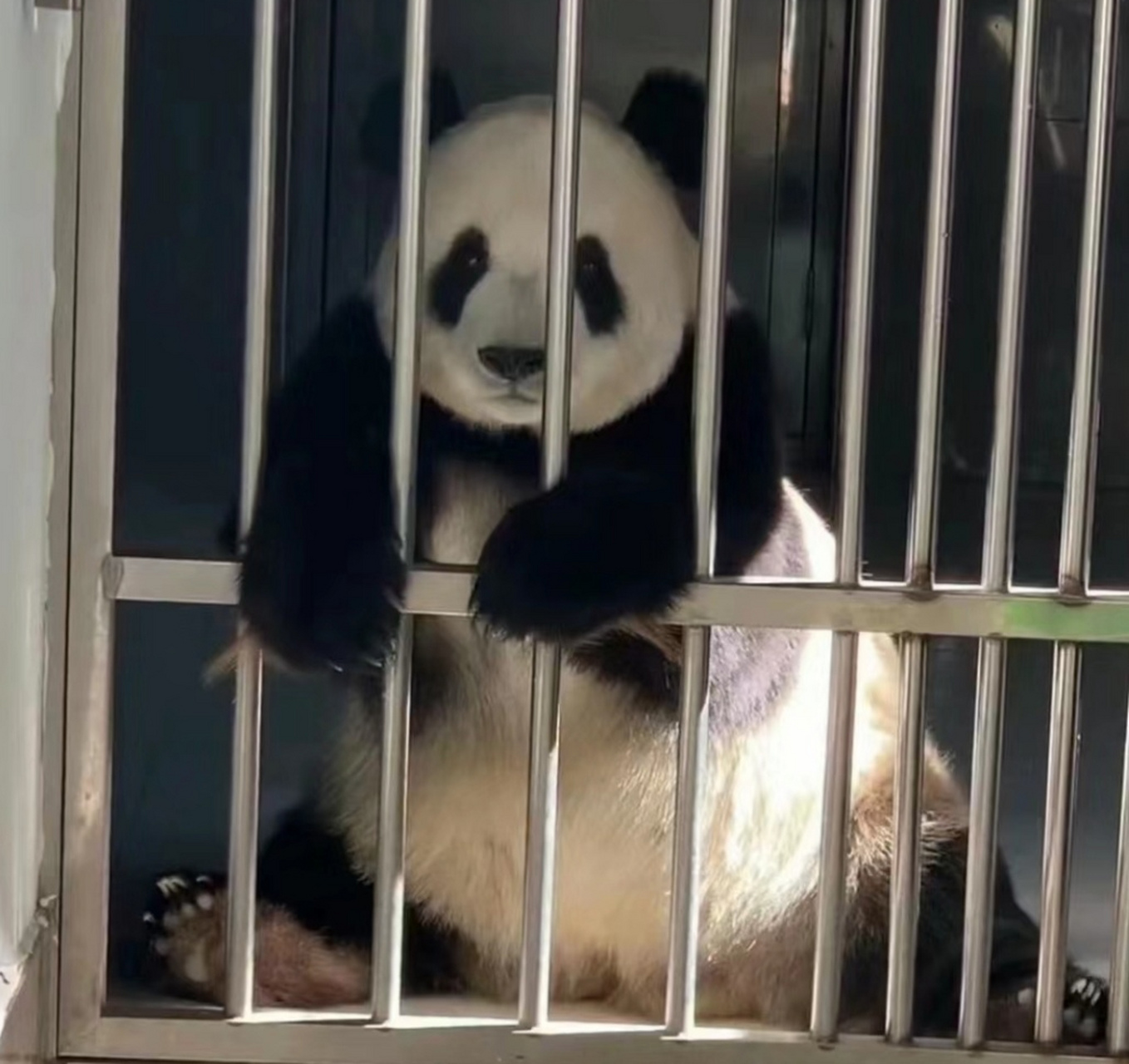 不同熊"入狱"后的表现[左捂脸] 漆黑的那个是金虎[大笑]