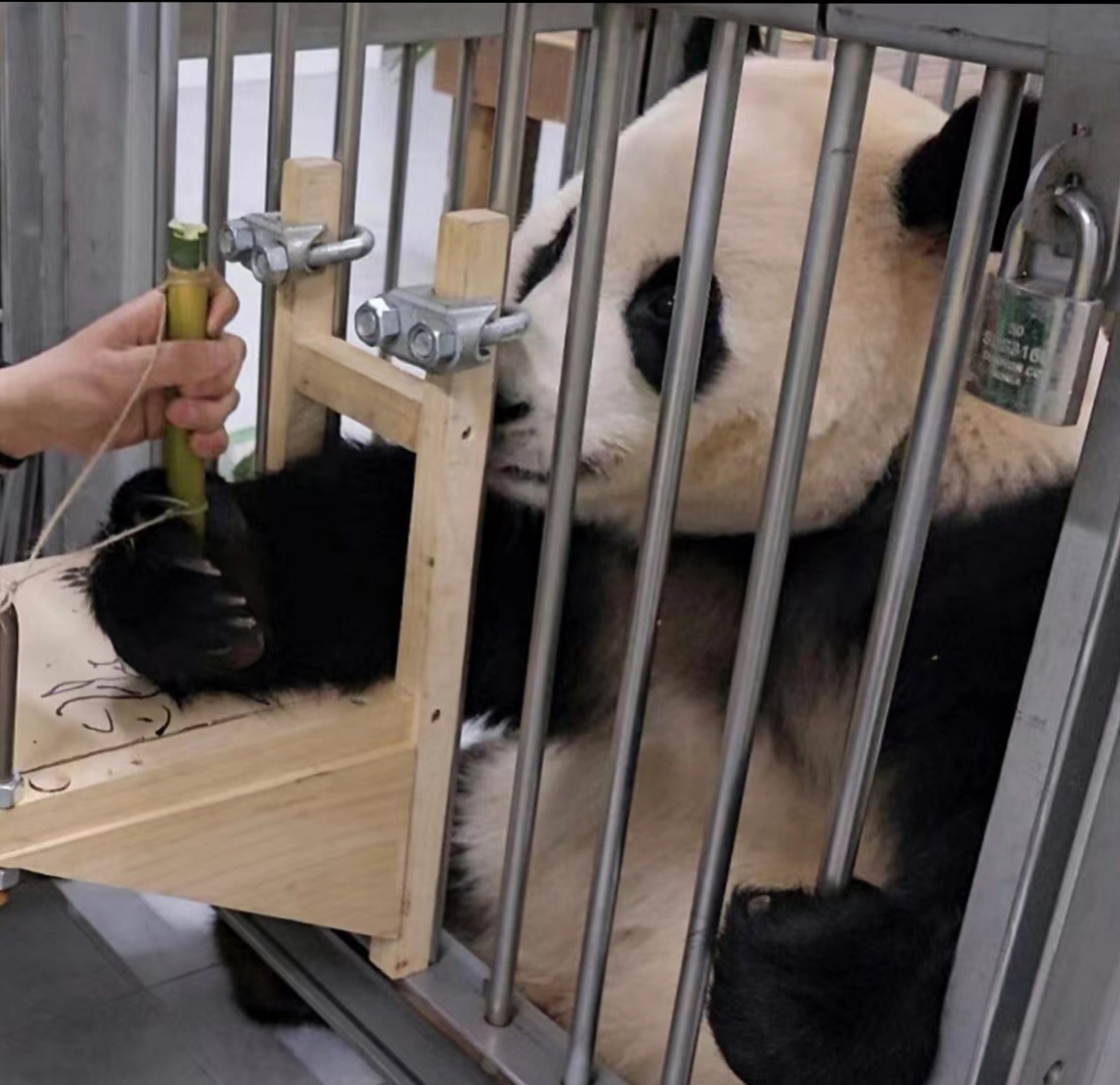 3岁了,可以读书写字了!#大熊猫# #萌宠