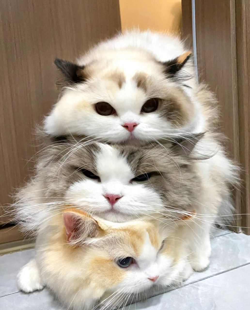 叠猫猫是什么姿势图片