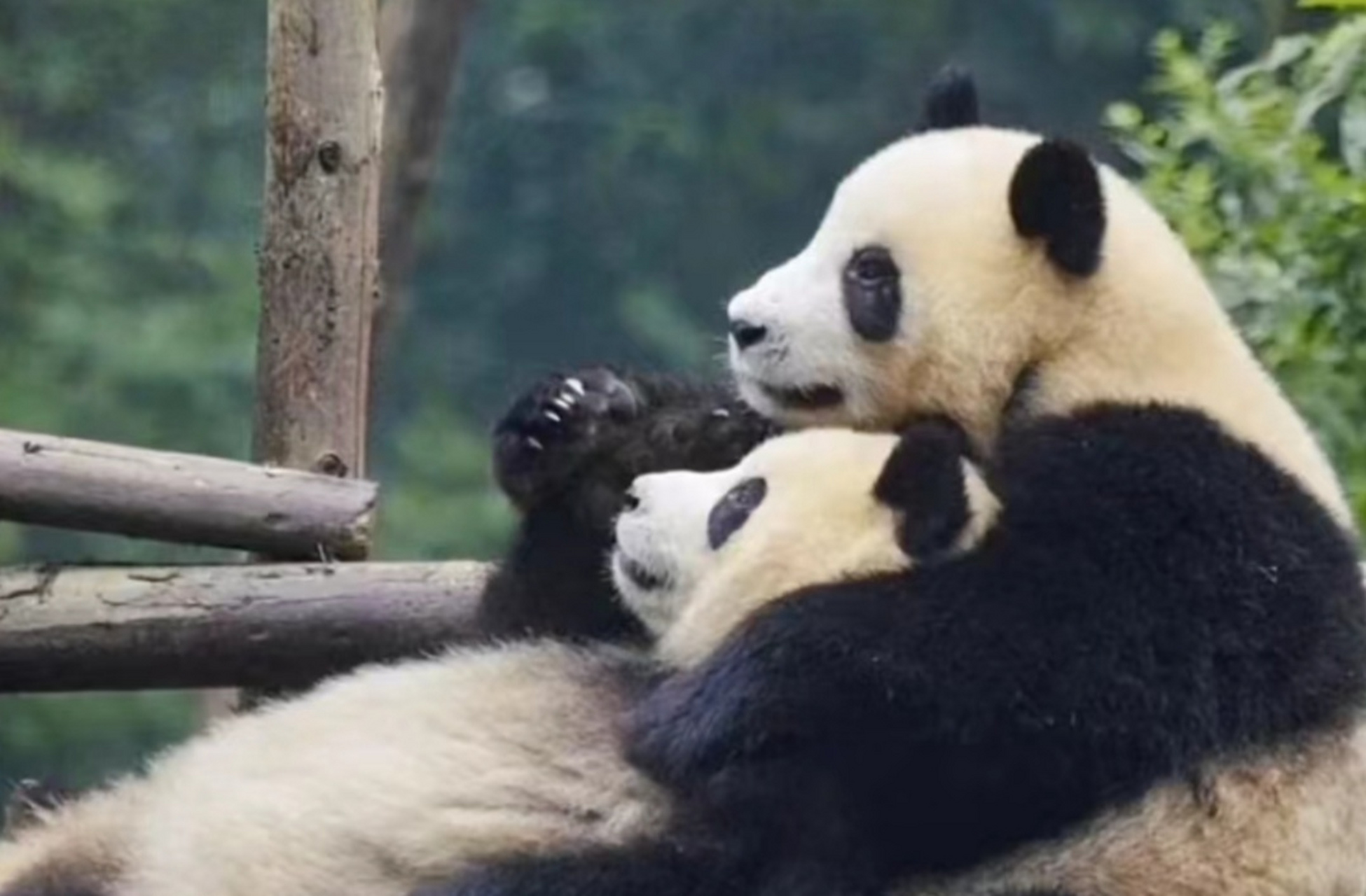 兄妹温馨日常: 上图是:奥利奥抱着淼淼! 下图是:思一抱着小狗润!