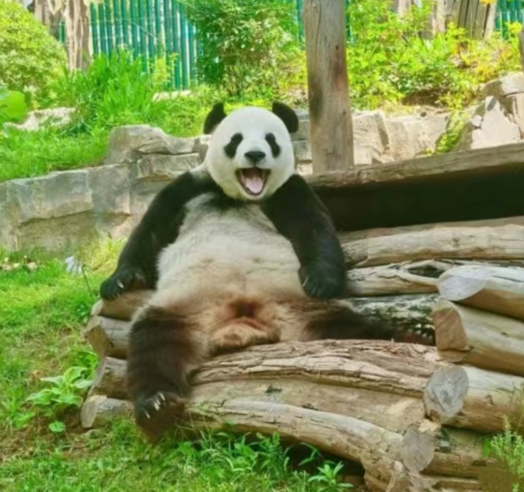 飞云,啥事啊,笑得这么开心?#大熊猫