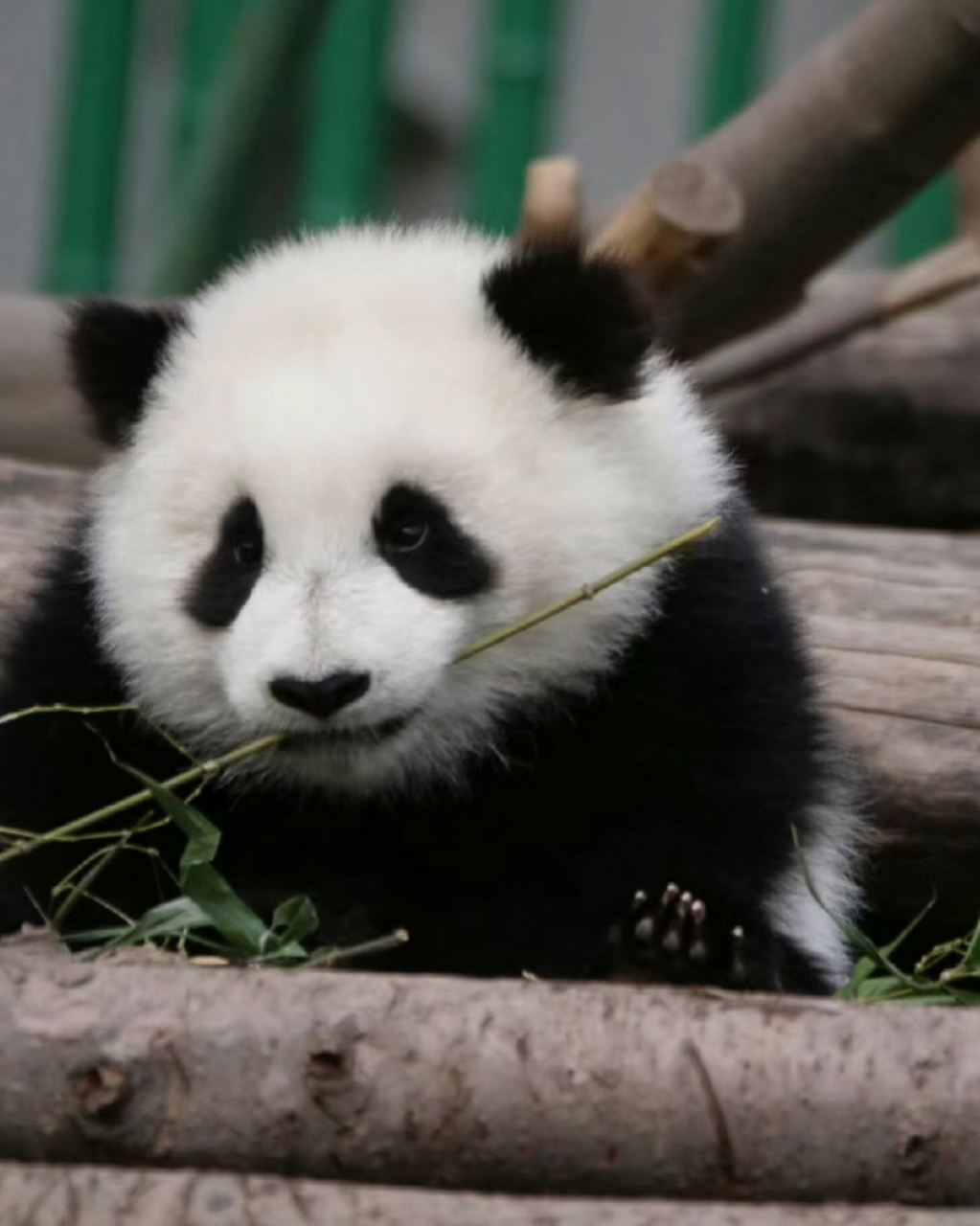 好委屈的乔包包哟! #大熊猫