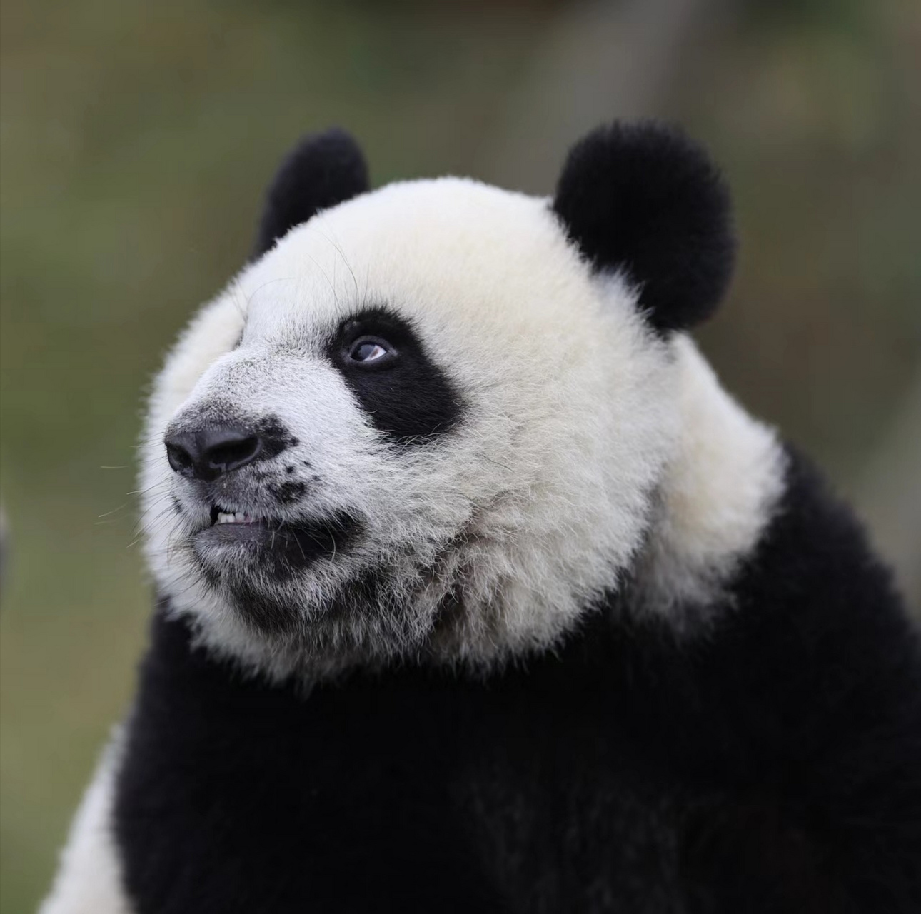 秦华,又叫"口罩"! 陕西那个有背景的黄毛的大儿子!