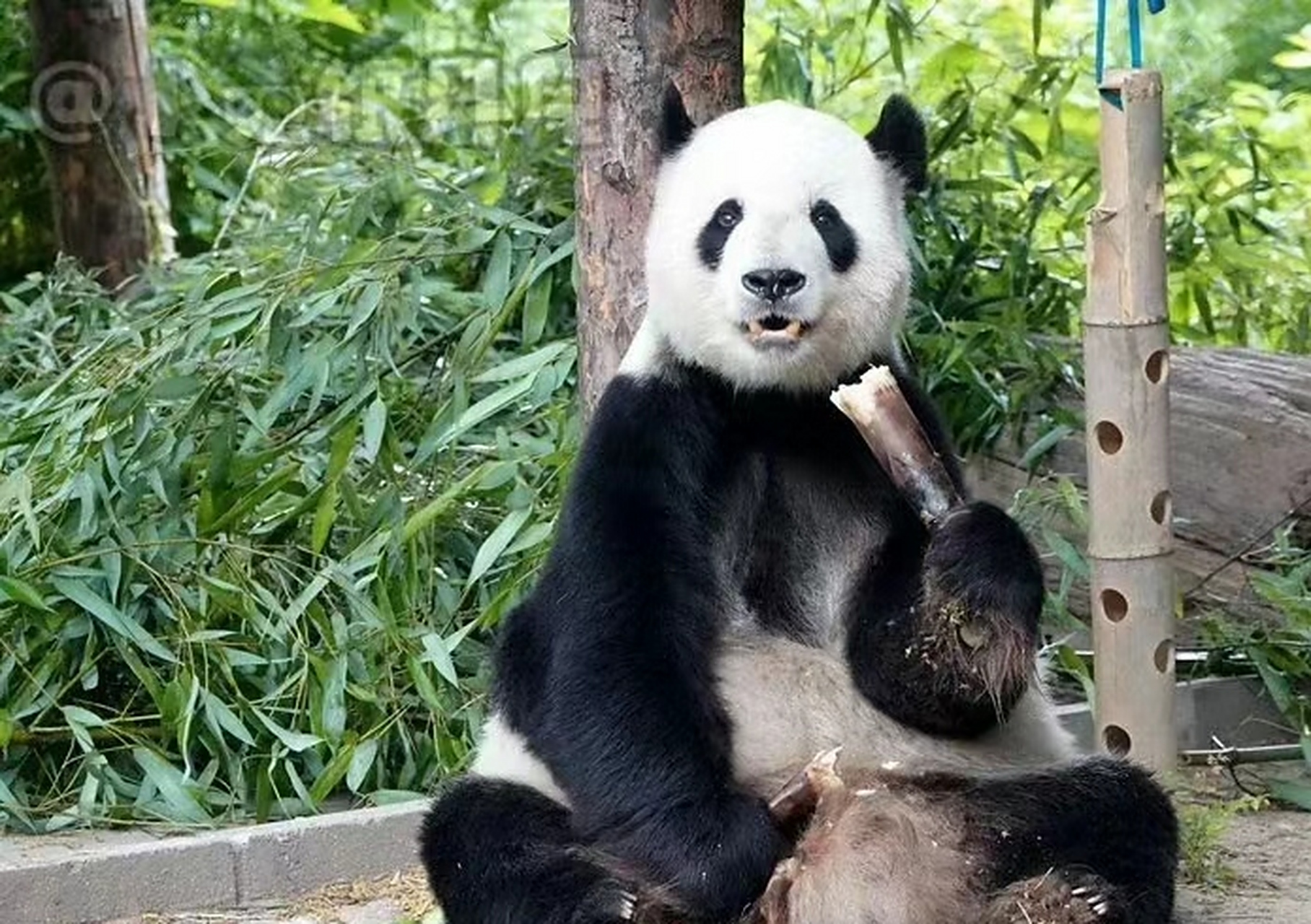 一生共育6胎9仔,成活7仔.