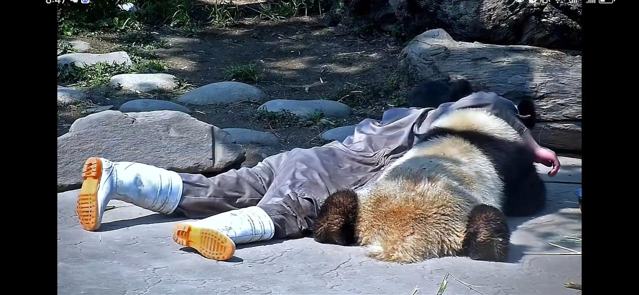 蔓越莓和它的奶爸也是很搞笑的一对了!